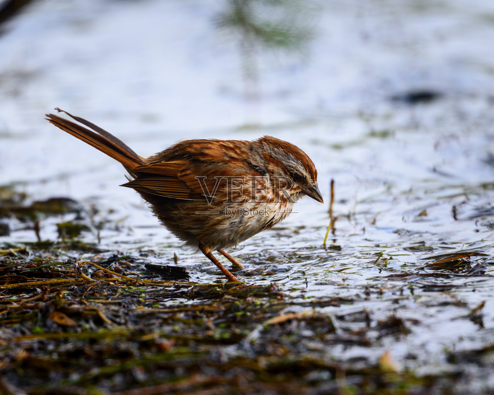 麻雀照片摄影图片