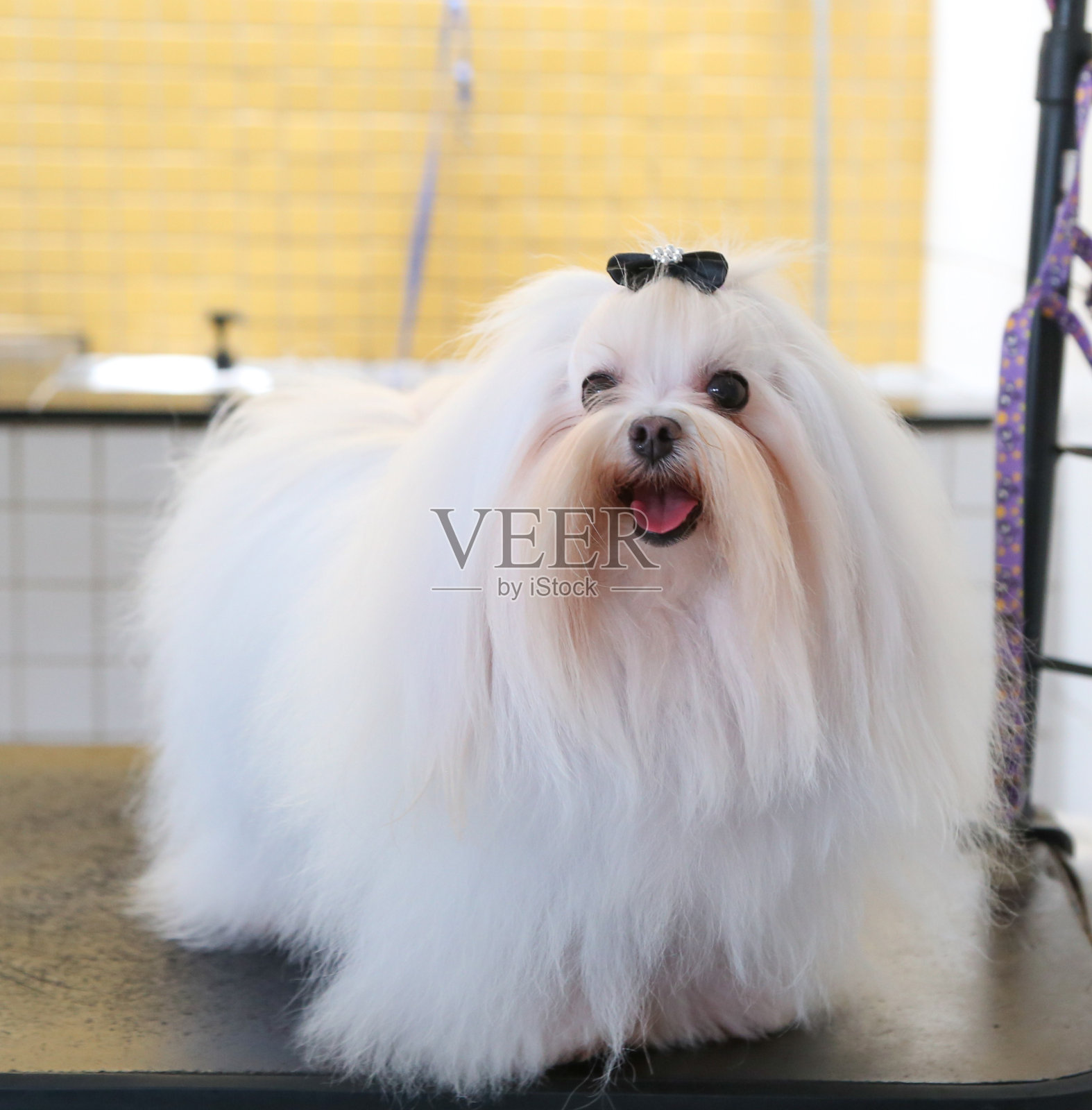 西施犬美容照片摄影图片