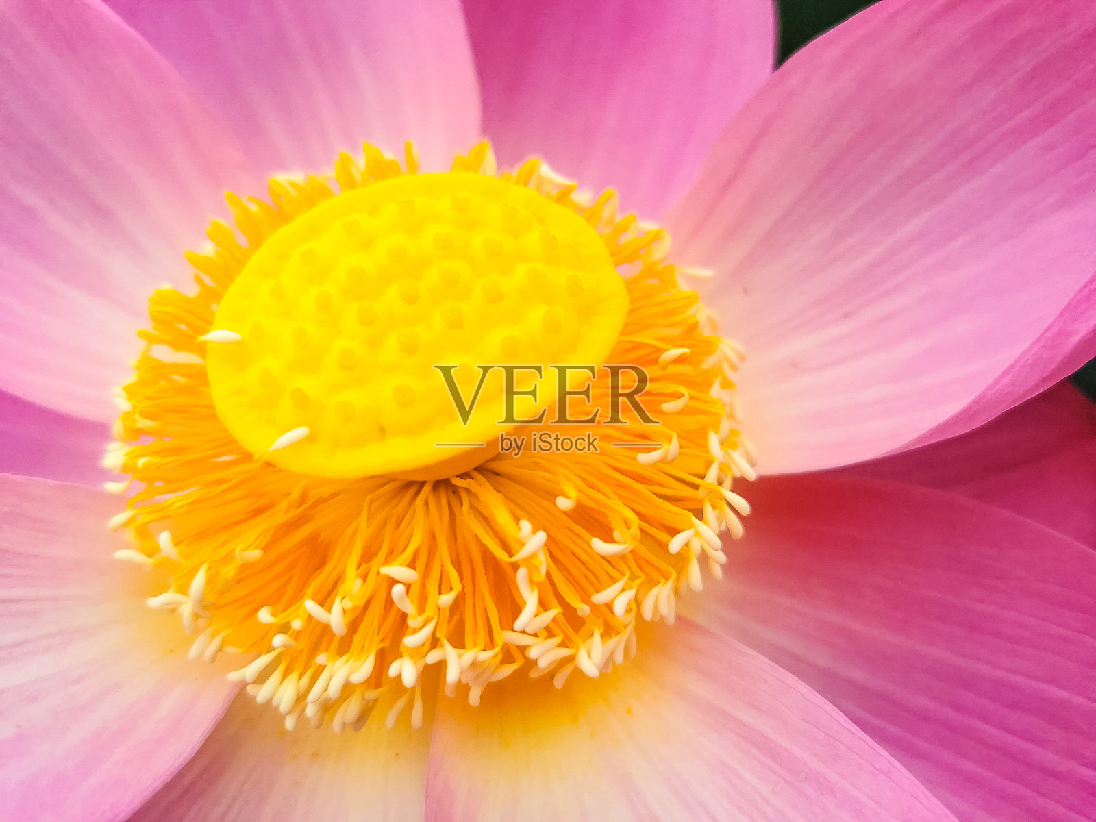 上海——莲花池在城市的户外区域照片摄影图片