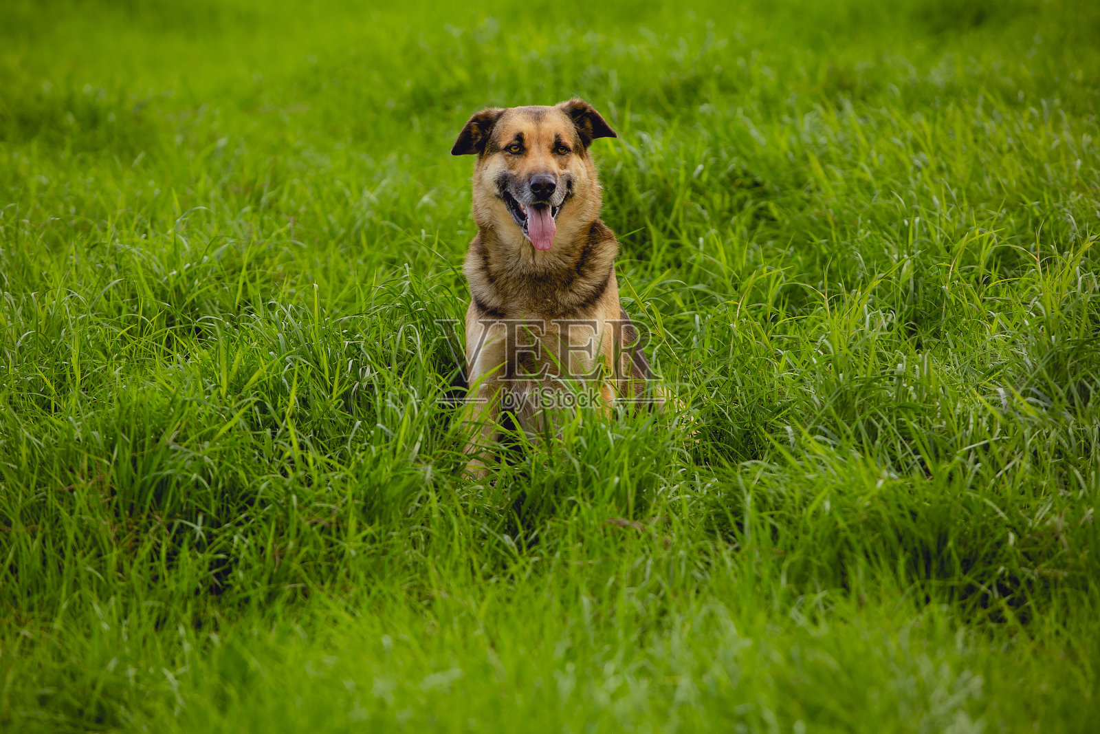 一只大狗,坐在牧场中央,直视着镜头。照片摄影图片