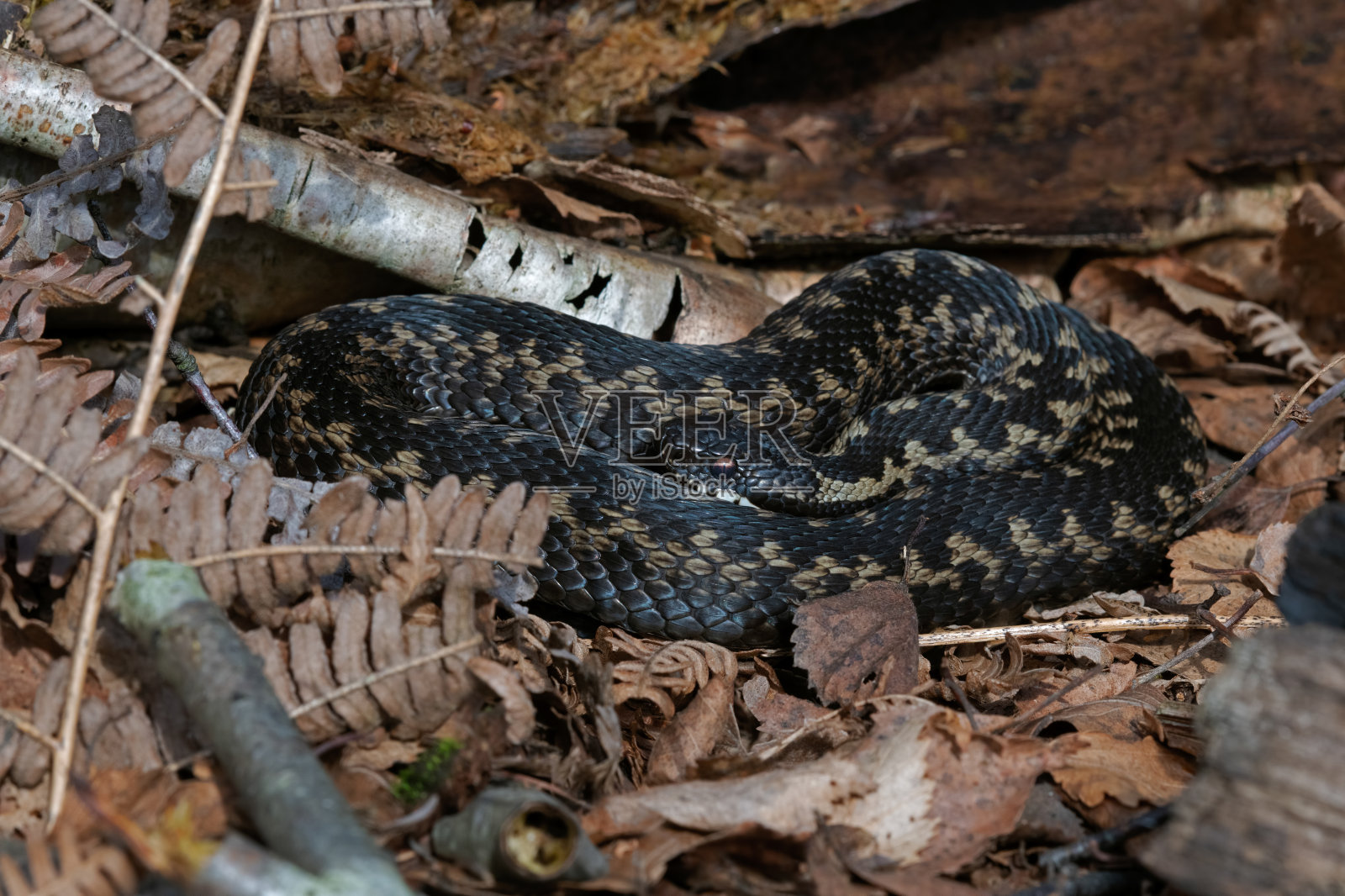 欧洲蝰蛇照片摄影图片