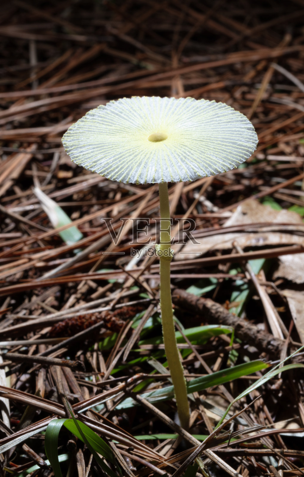 伞形蘑菇与强背光照片摄影图片
