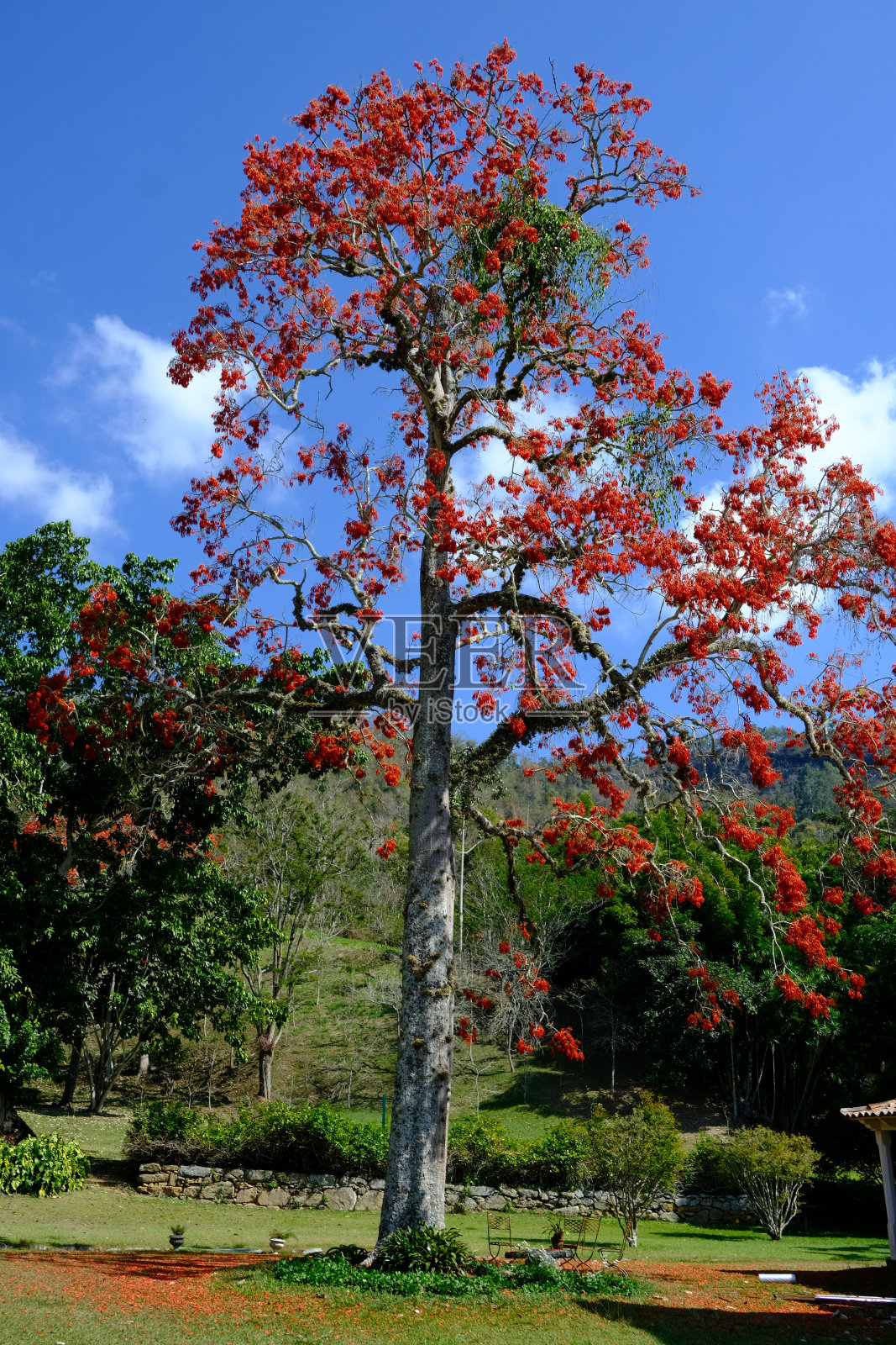 木龙骨树上开着红花照片摄影图片