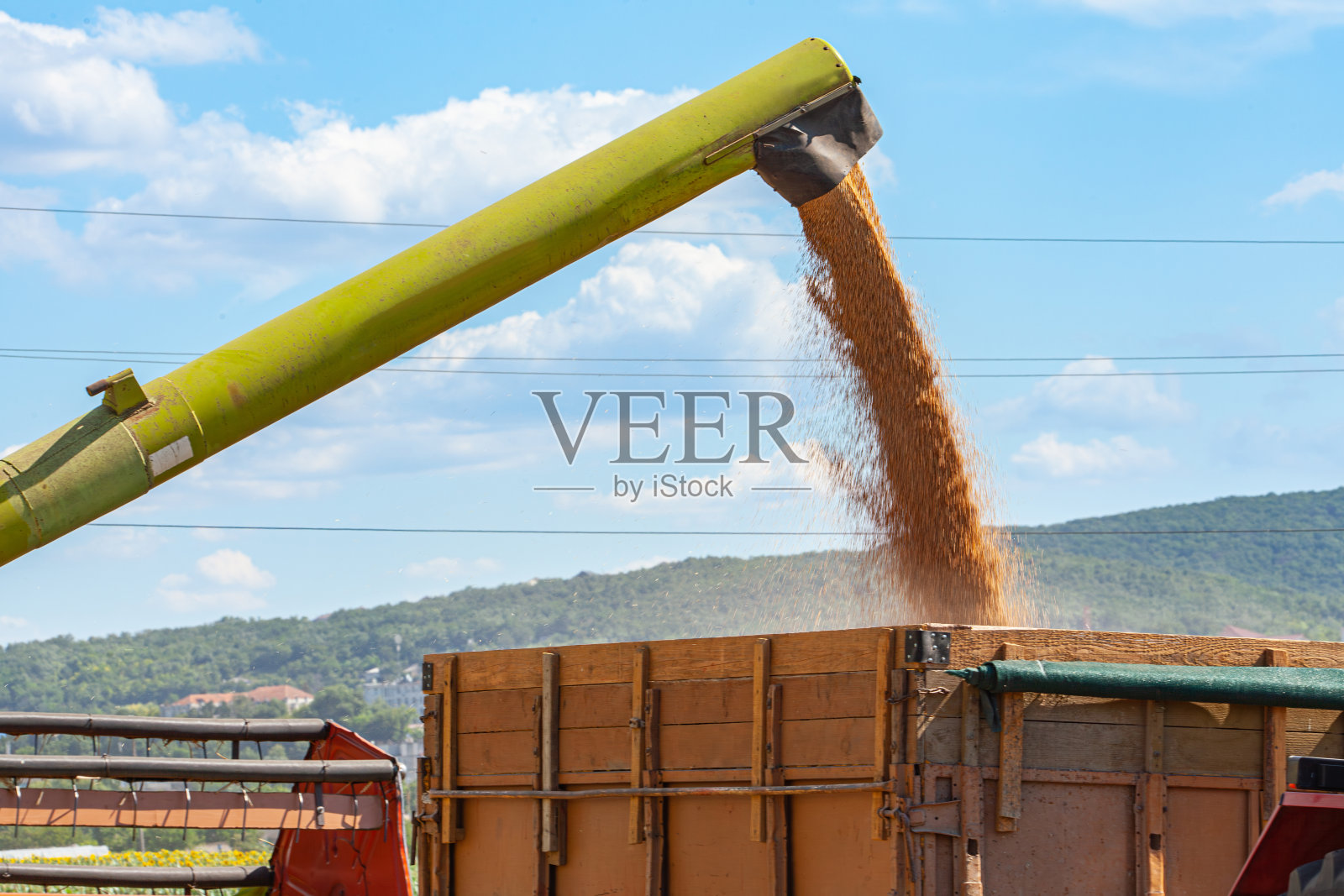 在田间收获后,将玉米粒倒入拖拉机拖车照片摄影图片