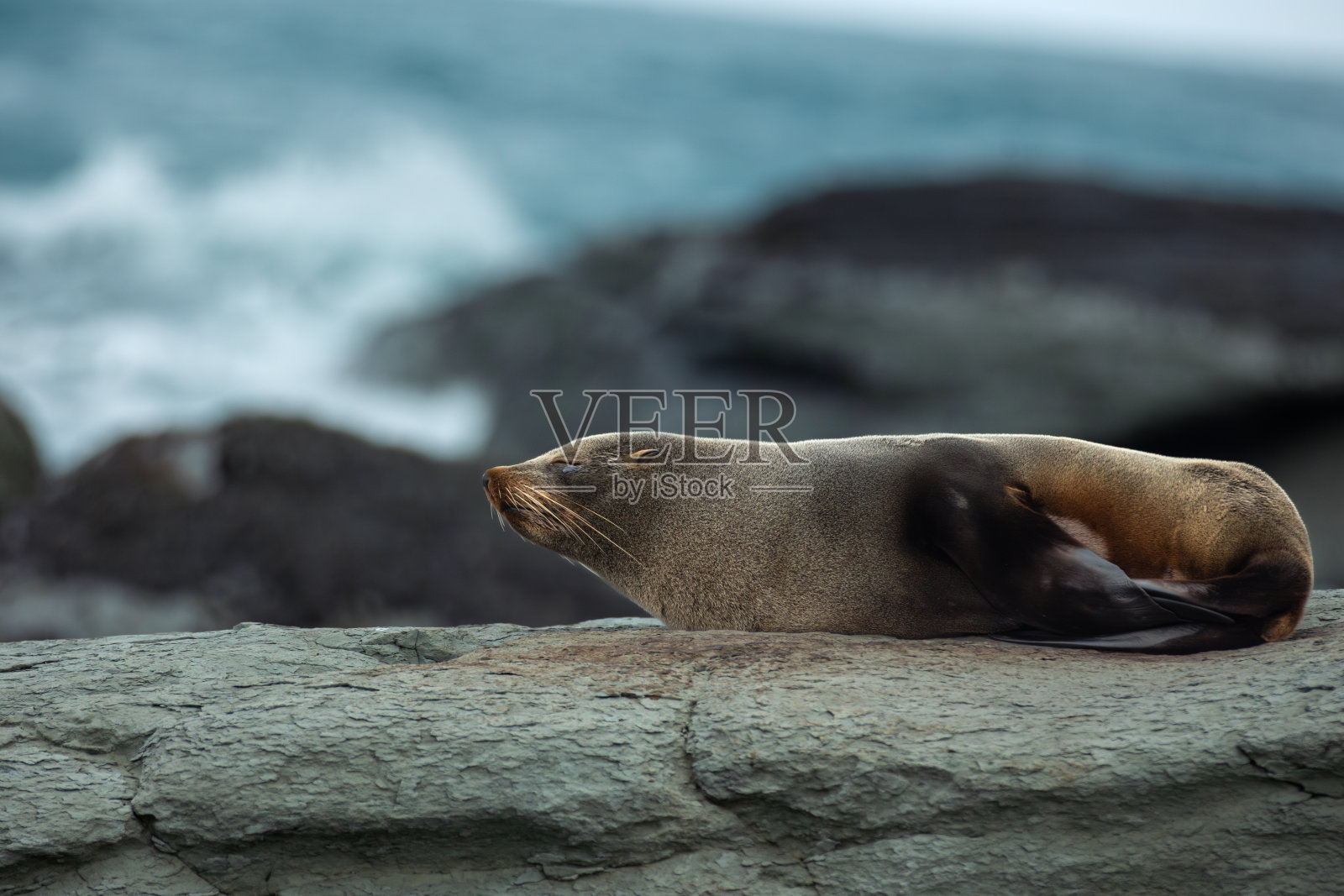 昏昏欲睡的海狗在新西兰凯库拉崎岖的海岸线上休息照片摄影图片
