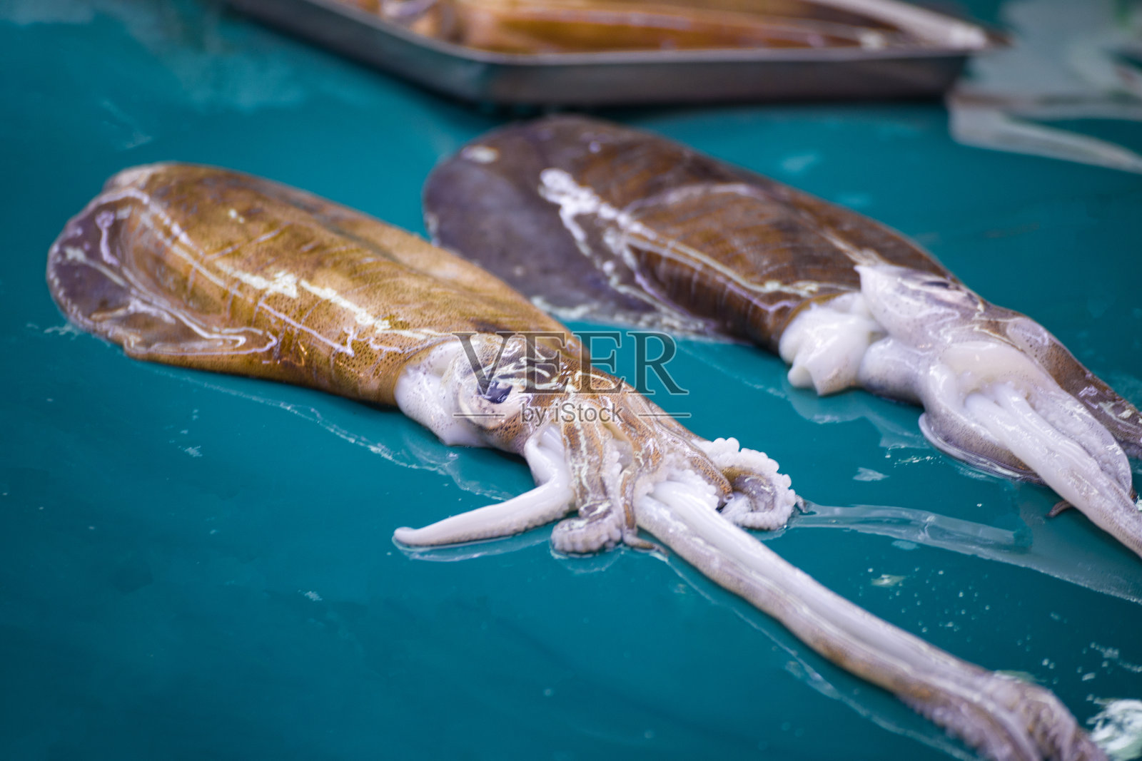 海鲜市场的新鲜鱿鱼照片摄影图片