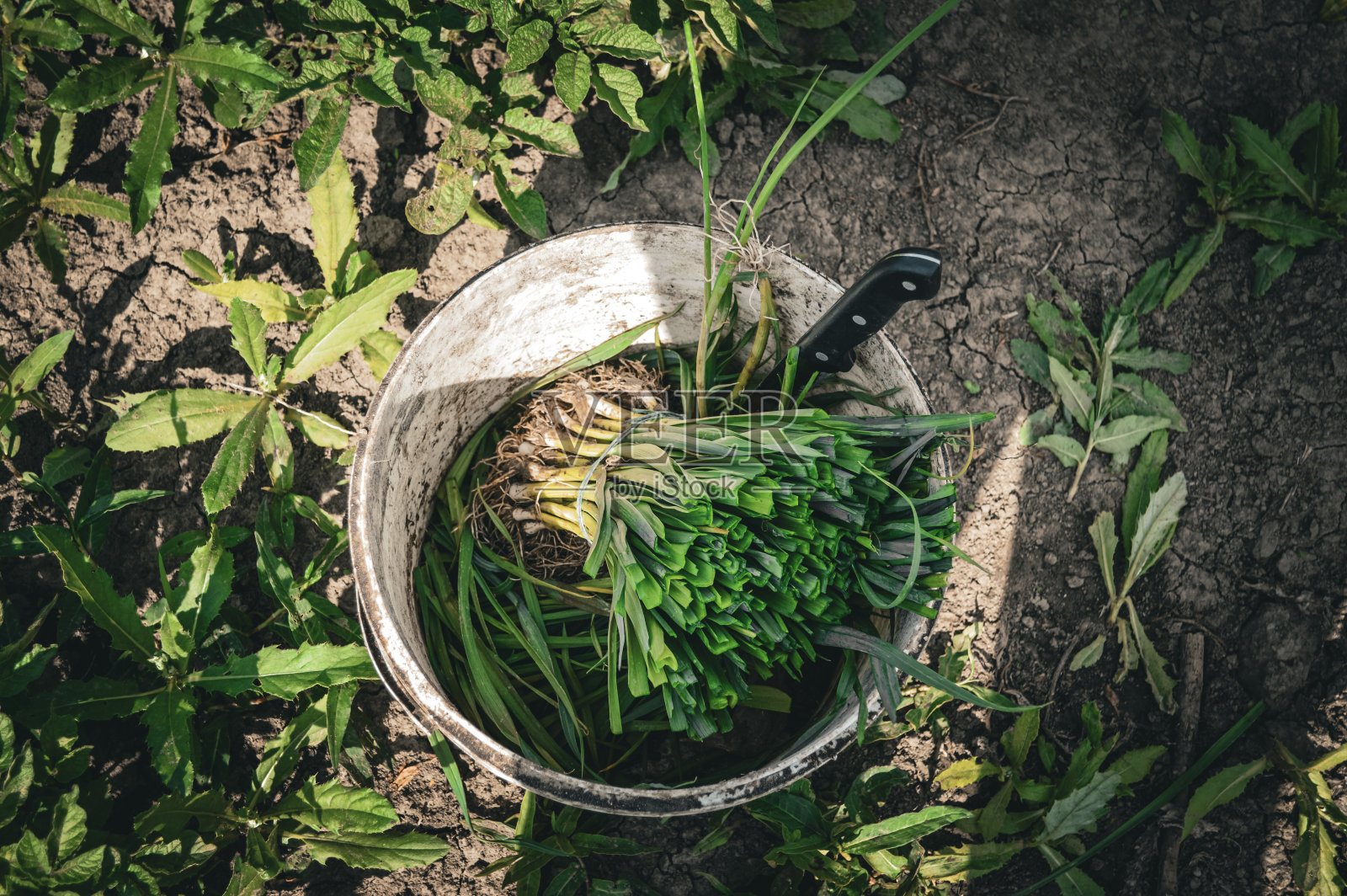 装满新鲜收获的花园蔬菜的桶照片摄影图片