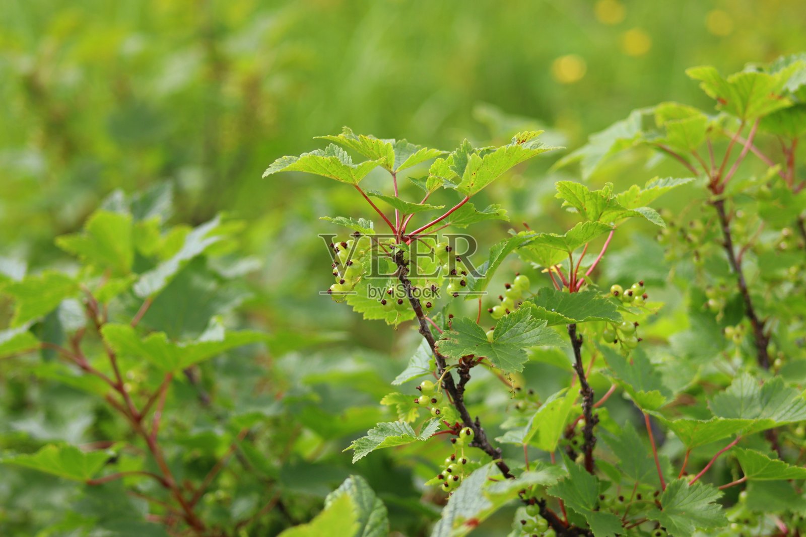 绿色的葡萄干照片摄影图片