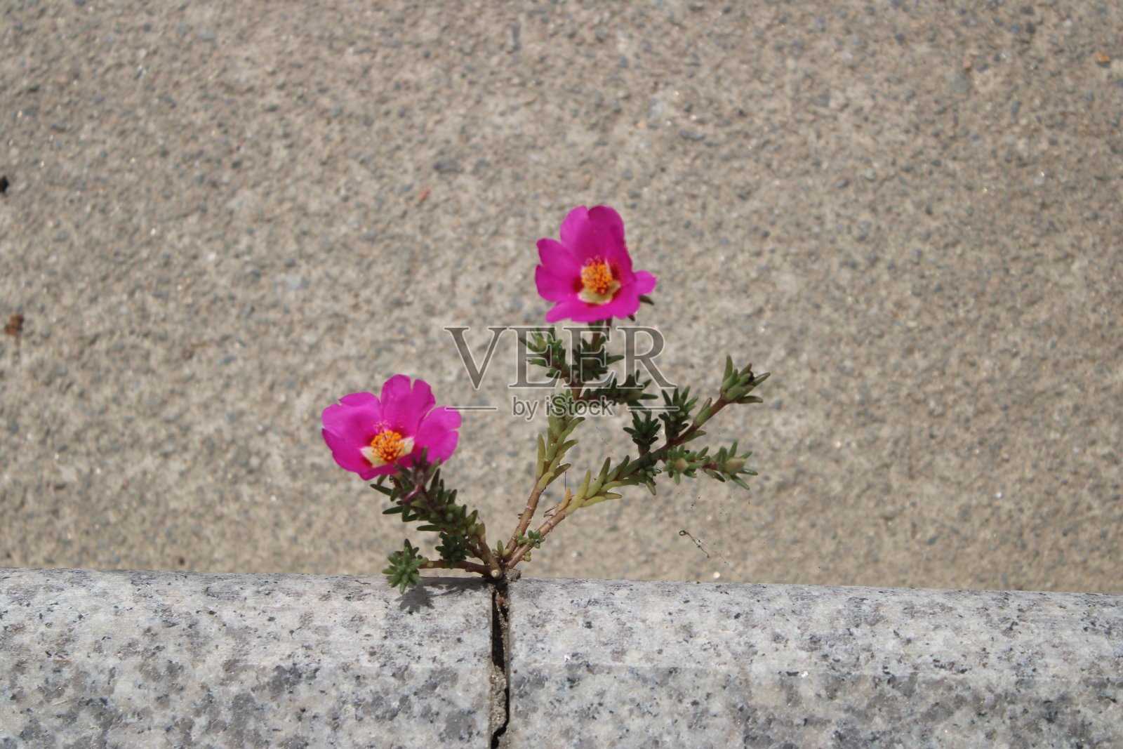 路边的花朵照片摄影图片