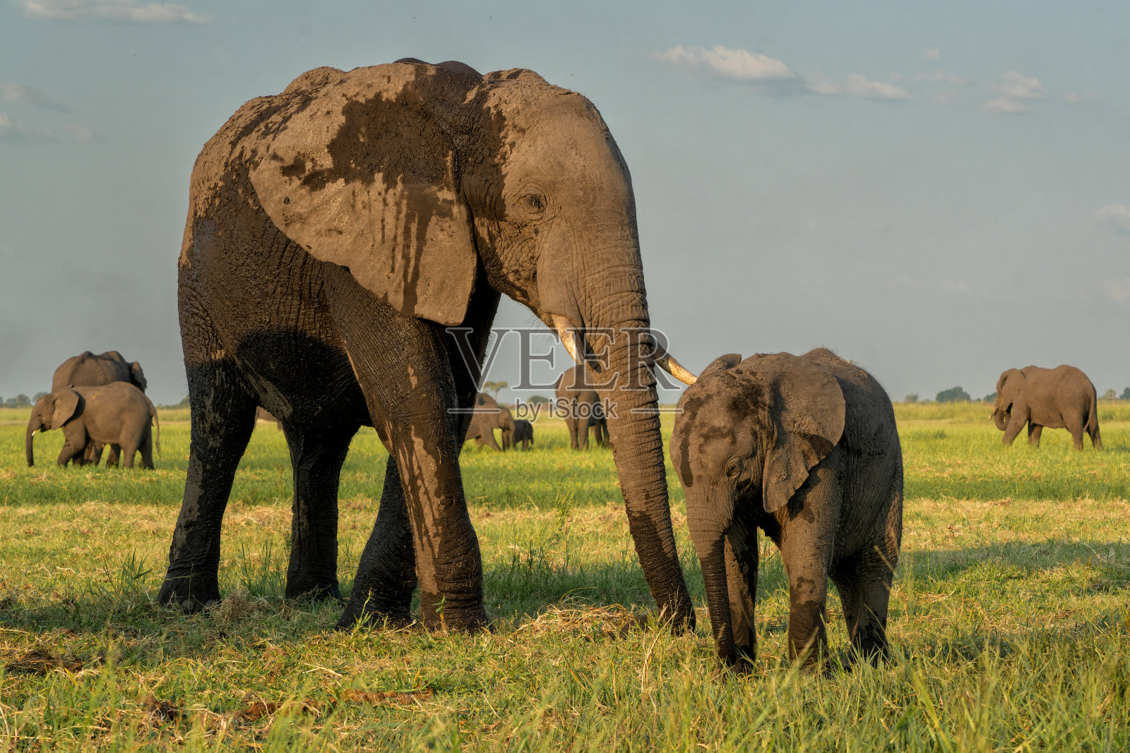 大象妈妈和她的孩子在乔贝国家公园照片摄影图片