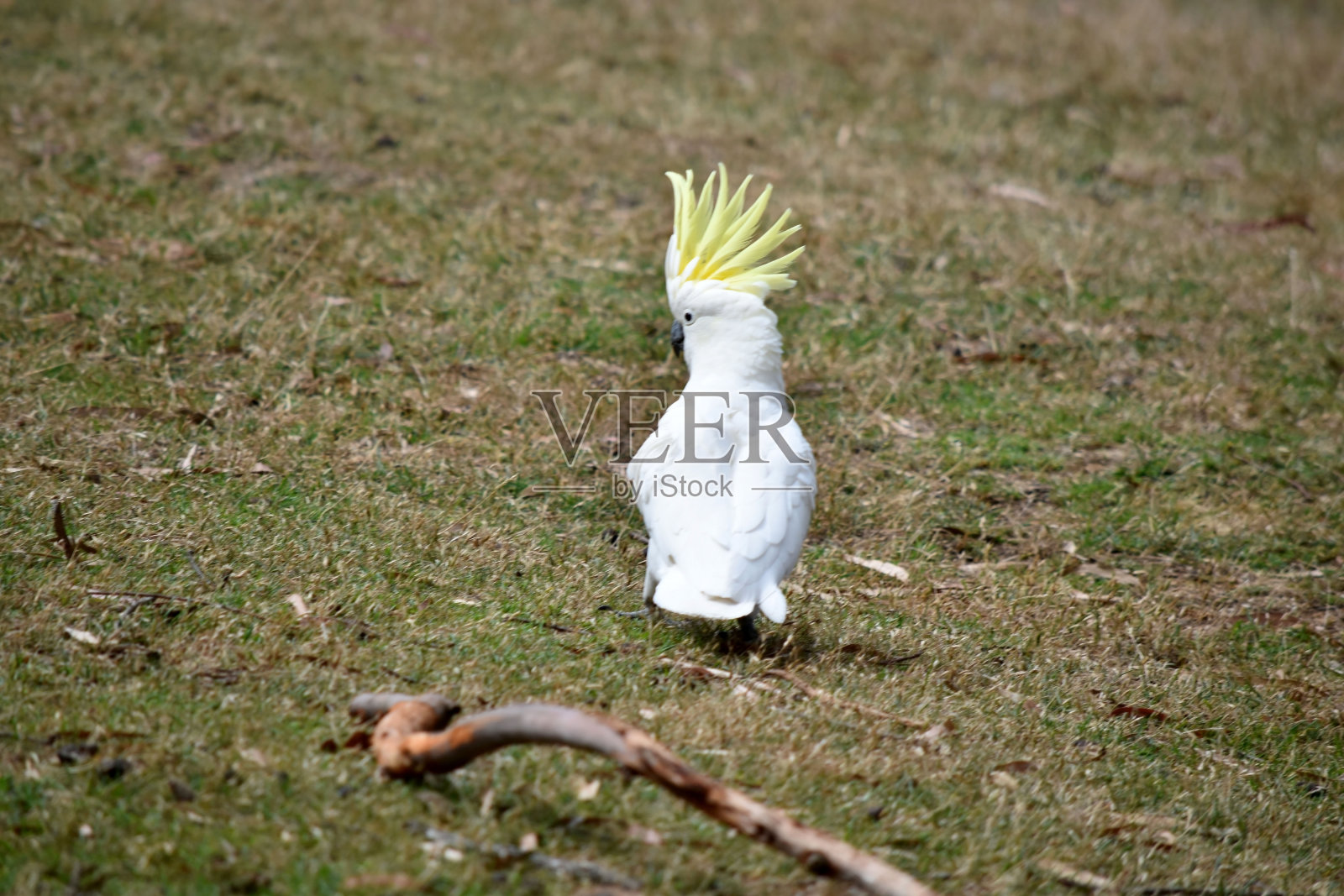 硫冠凤头鹦鹉正在展示它的冠照片摄影图片