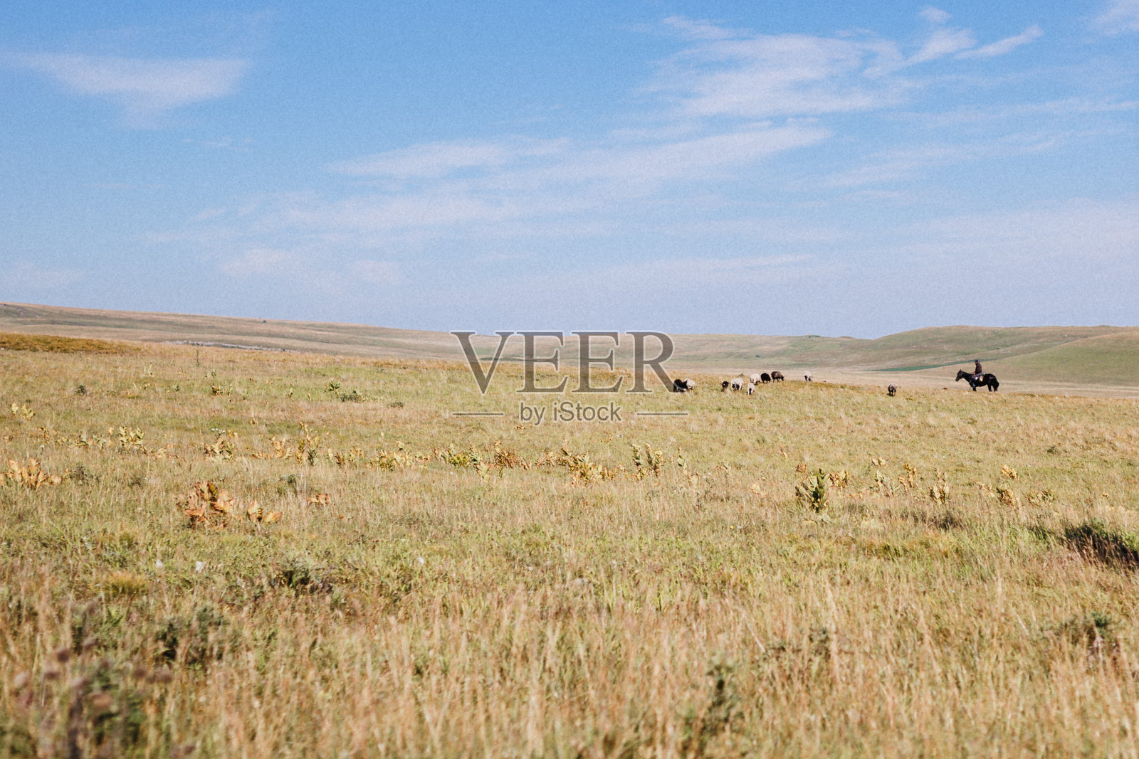 一群不同的人正在草地上享受骑马的乐趣照片摄影图片