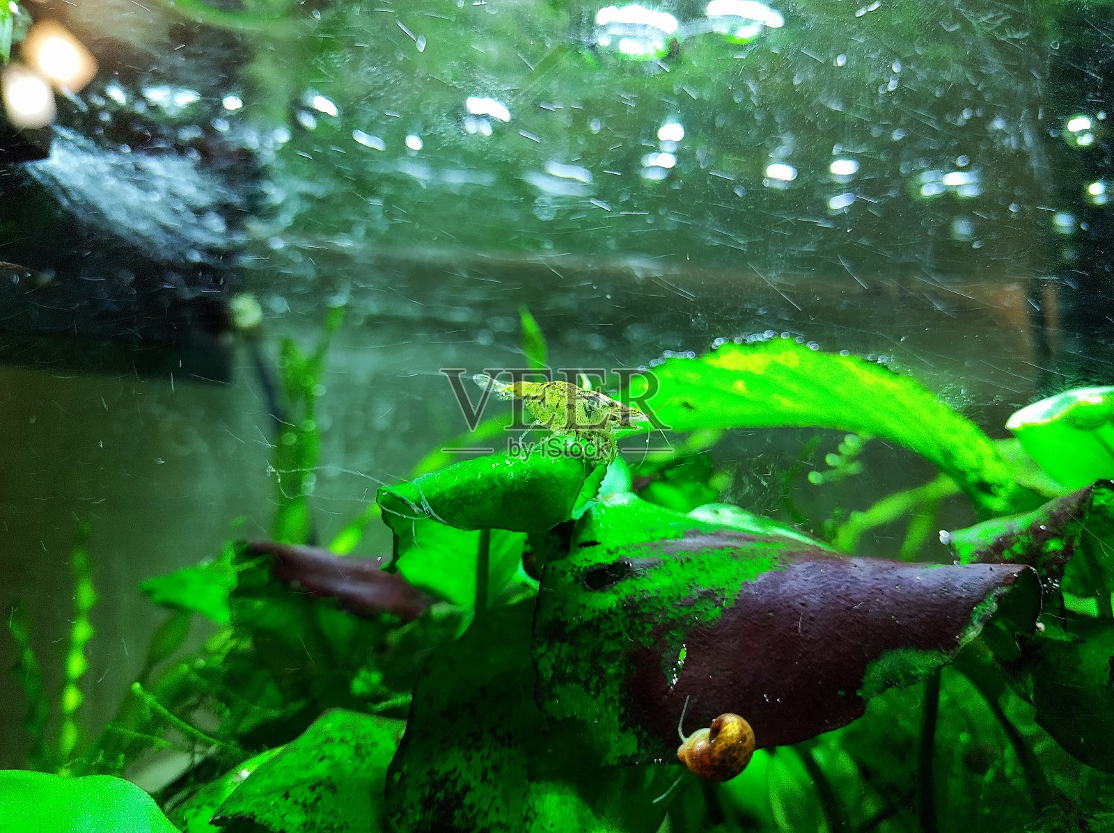 水族馆里的天野虾照片摄影图片