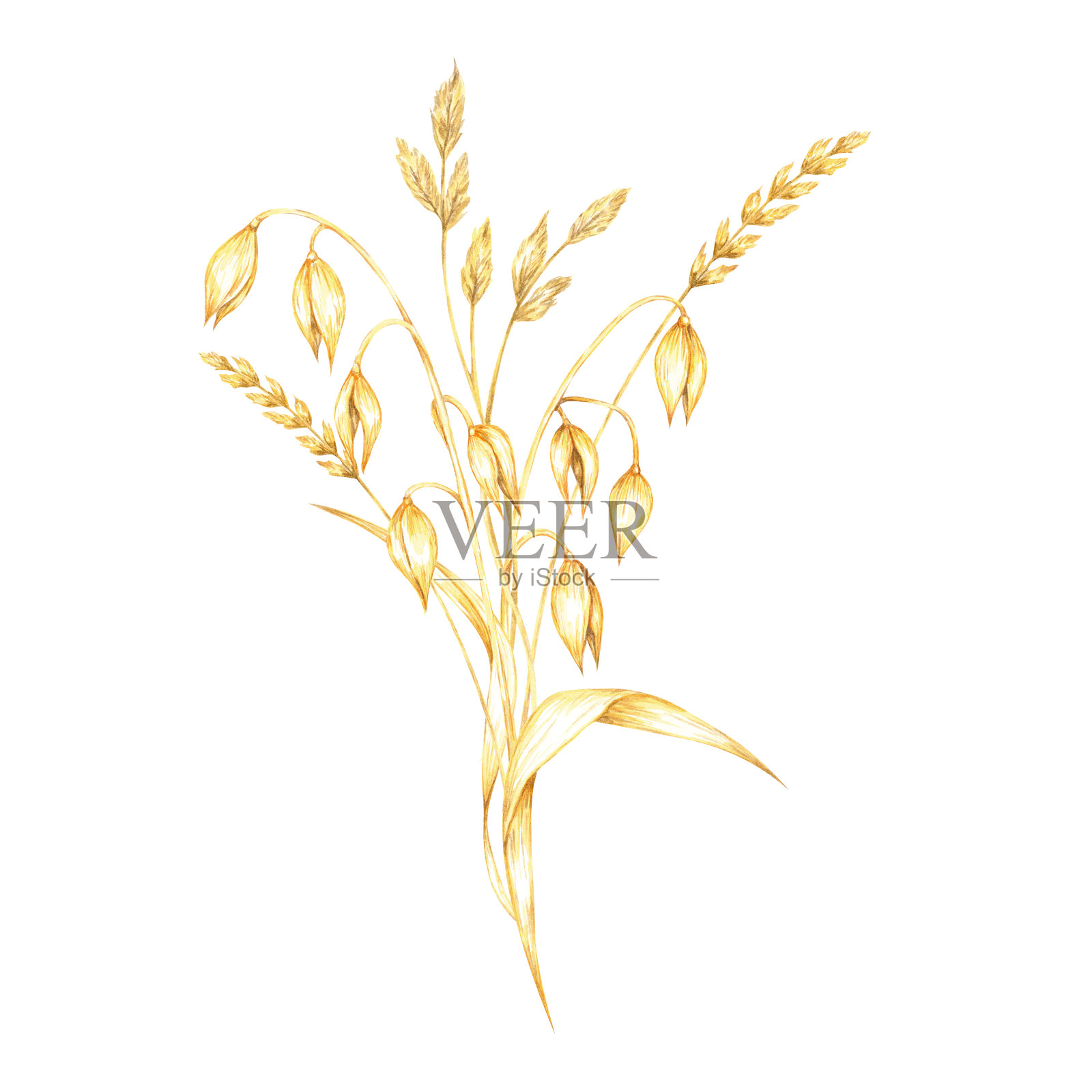 燕麦茎和草本植物的芳香,多串金黄色的谷物松散地悬挂着。健康食品品牌的水彩剪贴画设计插画图片素材