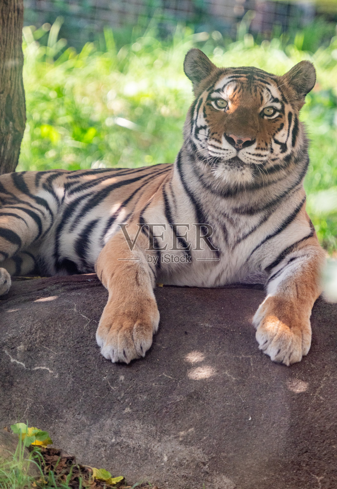 印第安纳波利斯动物园里濒危的东北虎照片摄影图片