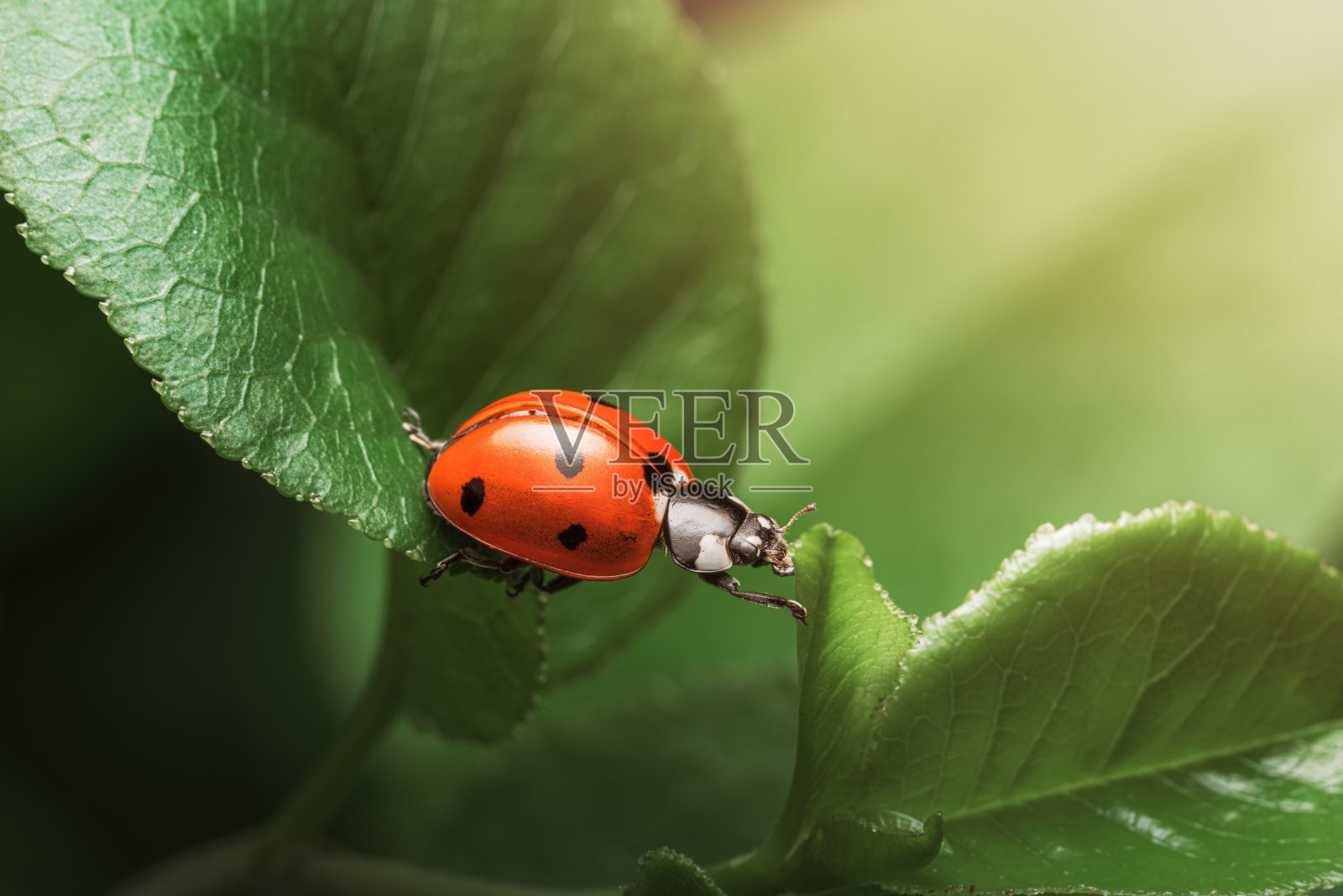 一只带有黑色斑点的红色瓢虫沿着一片绿叶爬行,这是在柔和的阳光下拍摄的特写镜头照片摄影图片