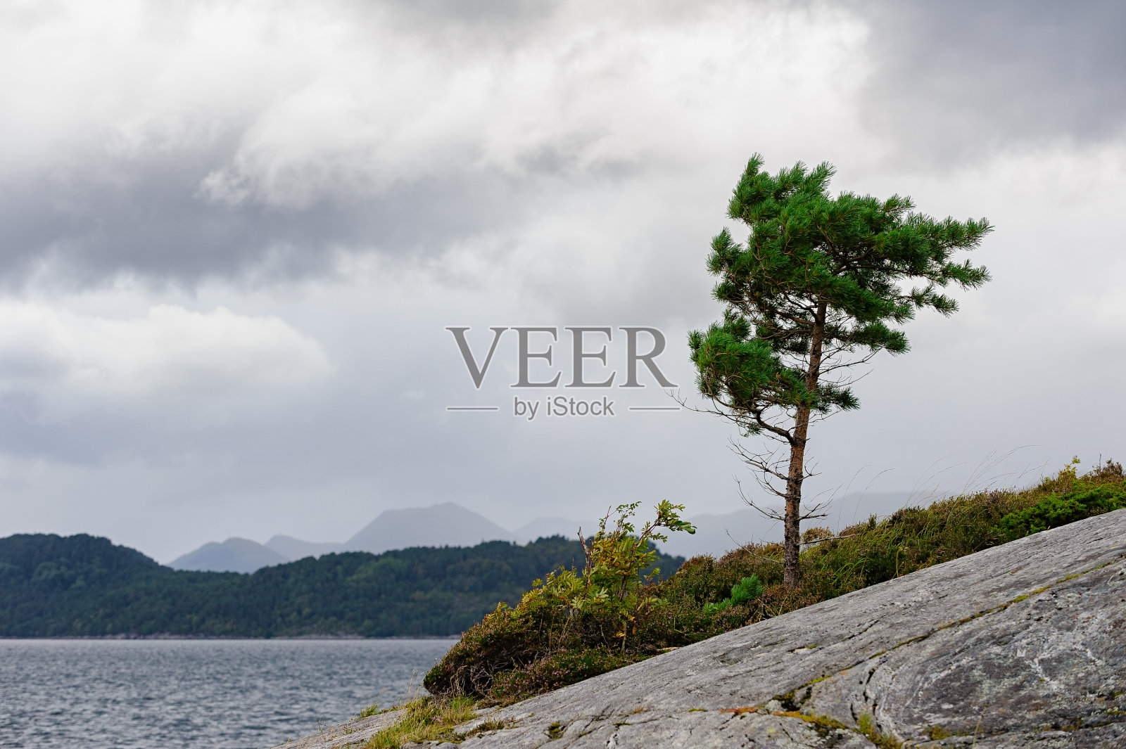 在宁静的海岸景观中,忧郁的天空下,一棵孤独的松树顽强地矗立在岩石岸边照片摄影图片