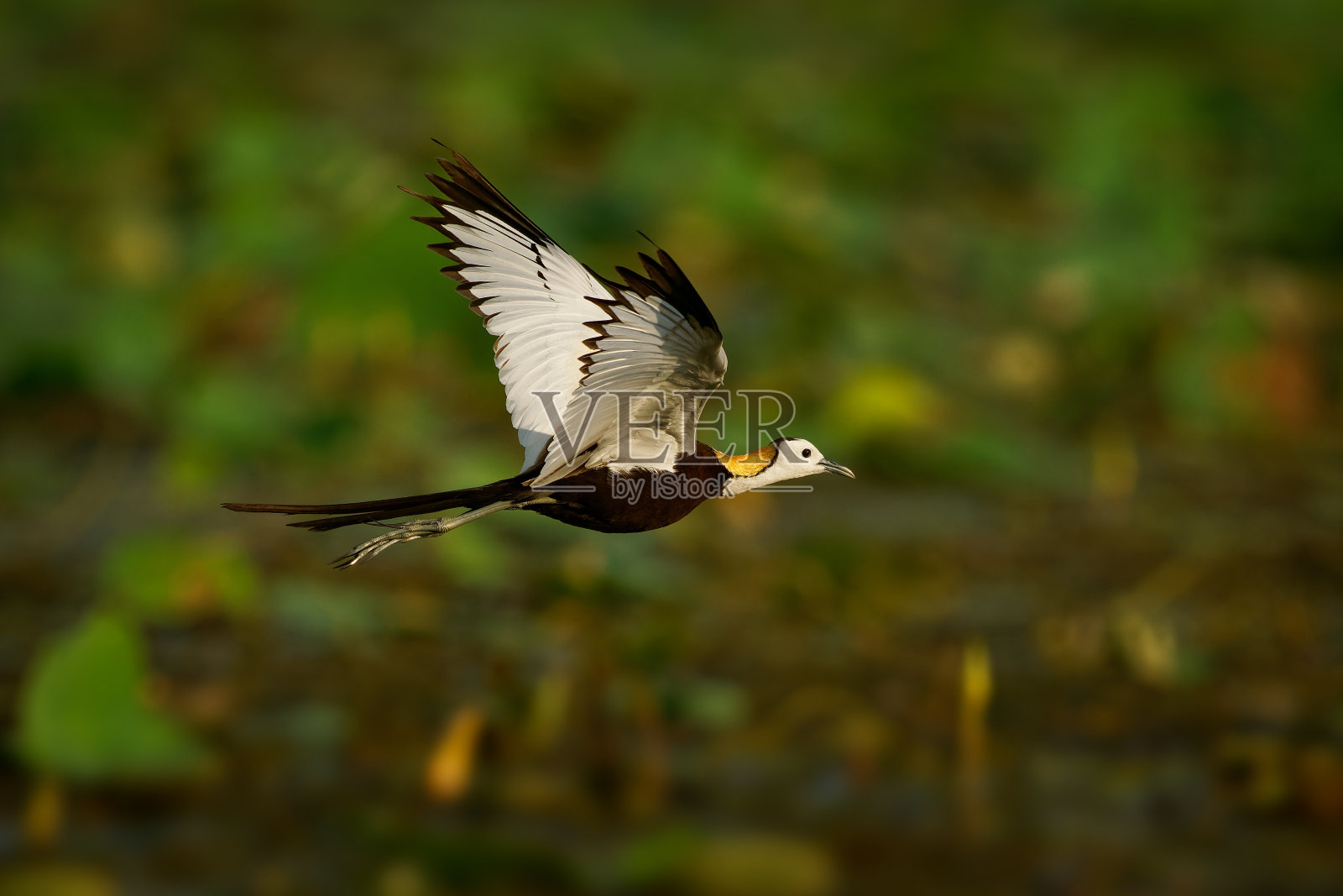 飞禽,长趾和指甲,使它们能够在浅湖的漂浮植被上行走,这是它们最喜欢的栖息地。斯里兰卡照片摄影图片