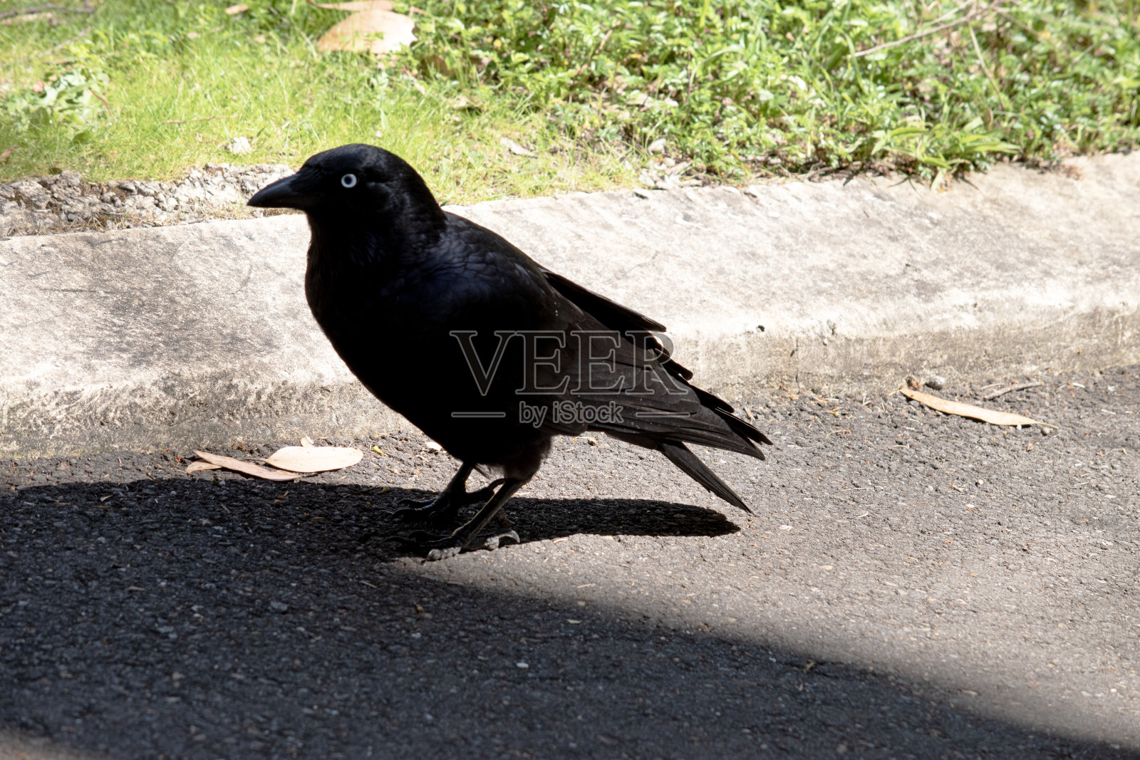 这是乌鸦的侧视图照片摄影图片