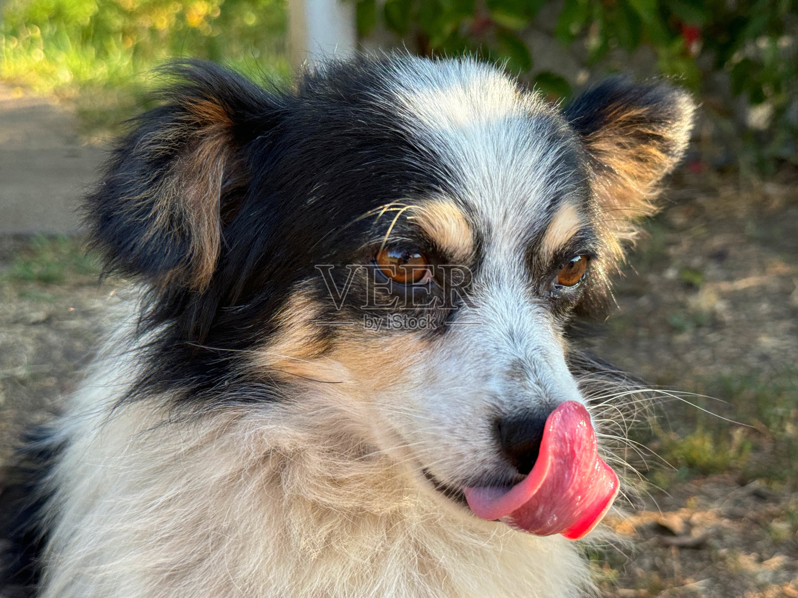 可爱的狗舔舌头他的鼻子照片摄影图片