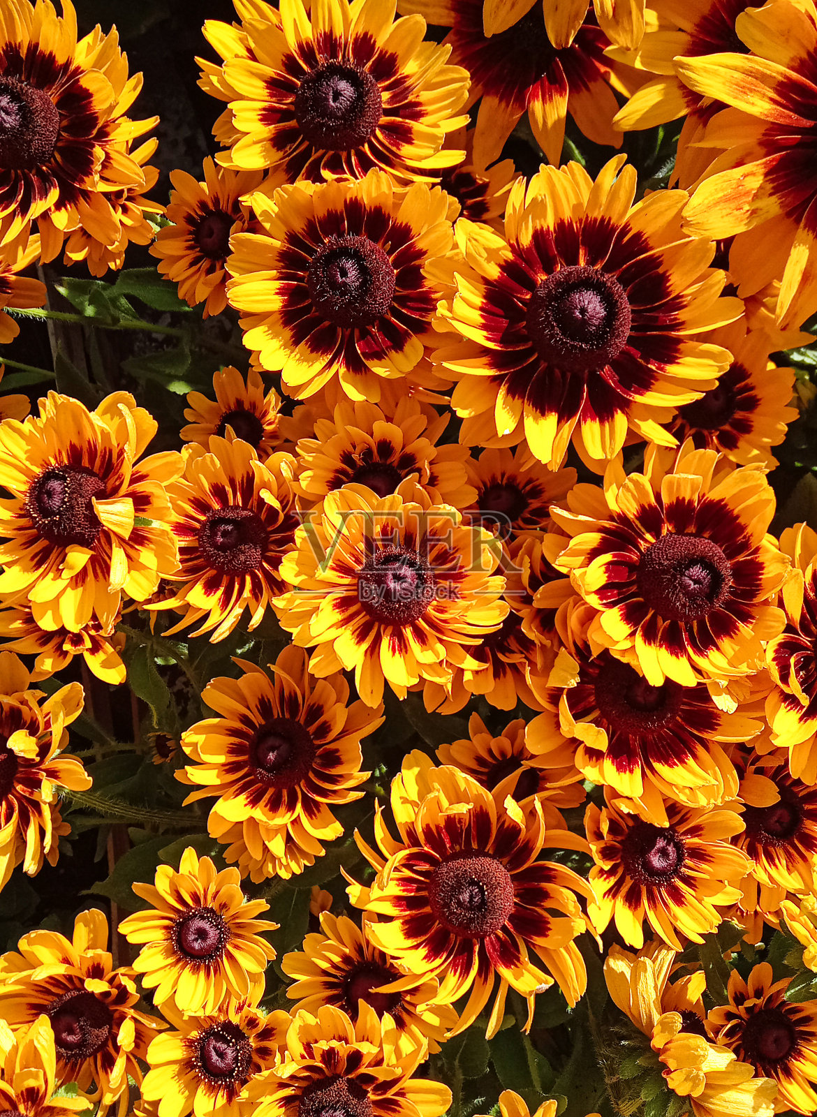 橘红色的花,Rudbeckia Hirta通常被称为黑眼苏珊,在花园里盛开照片摄影图片