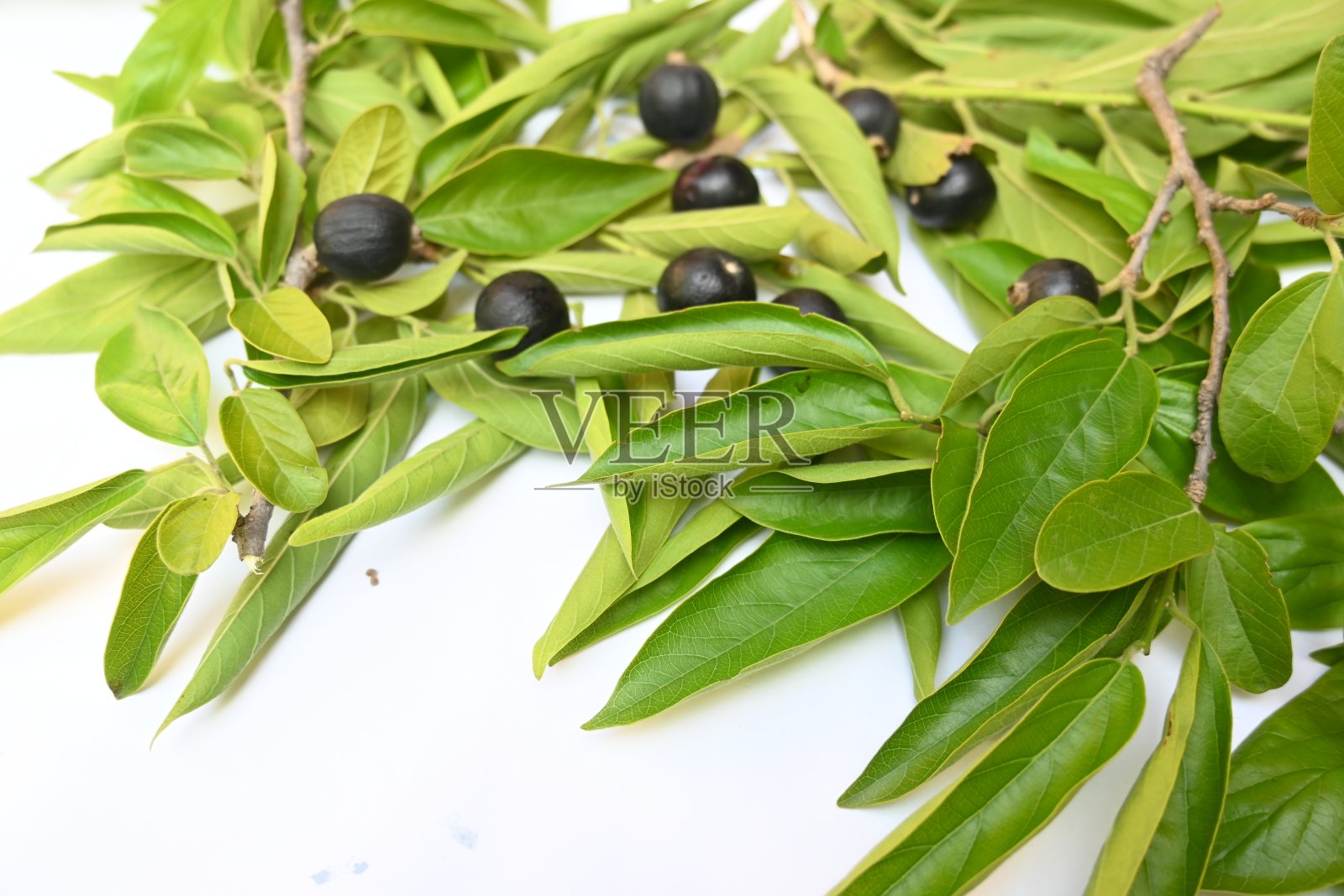 桔梗或鼠尾草叶桔梗树的果实。照片摄影图片