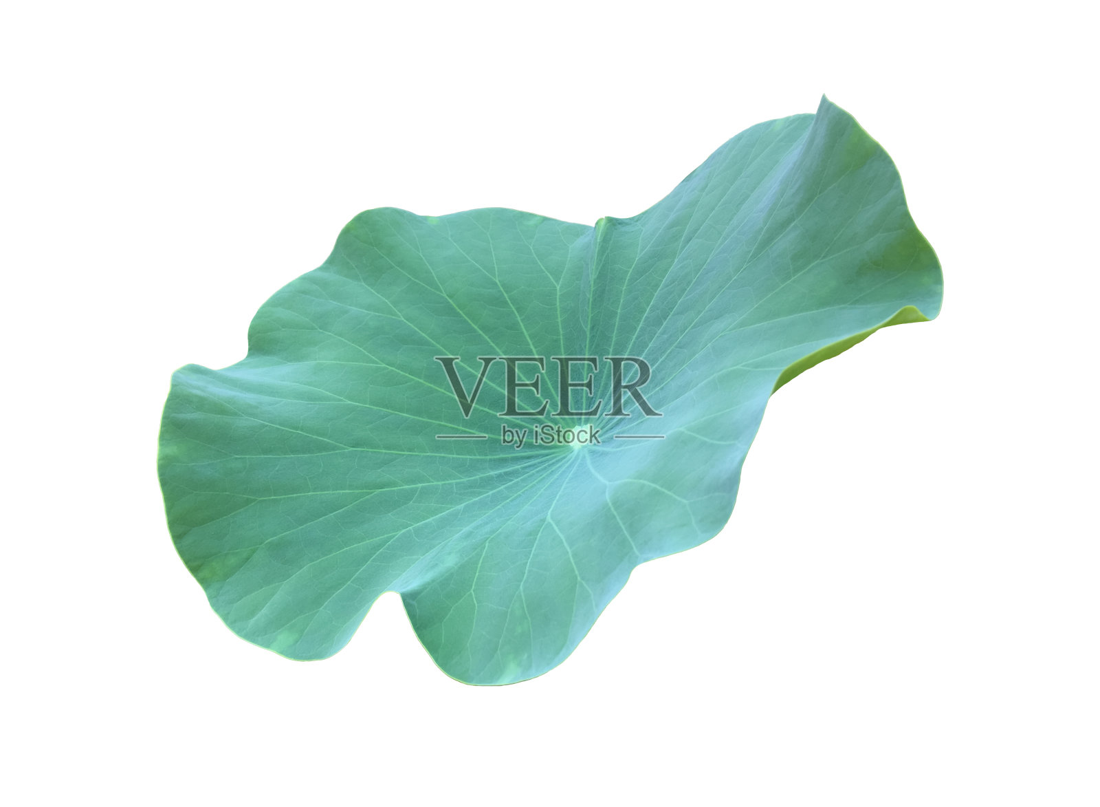 睡莲或荷叶照片摄影图片