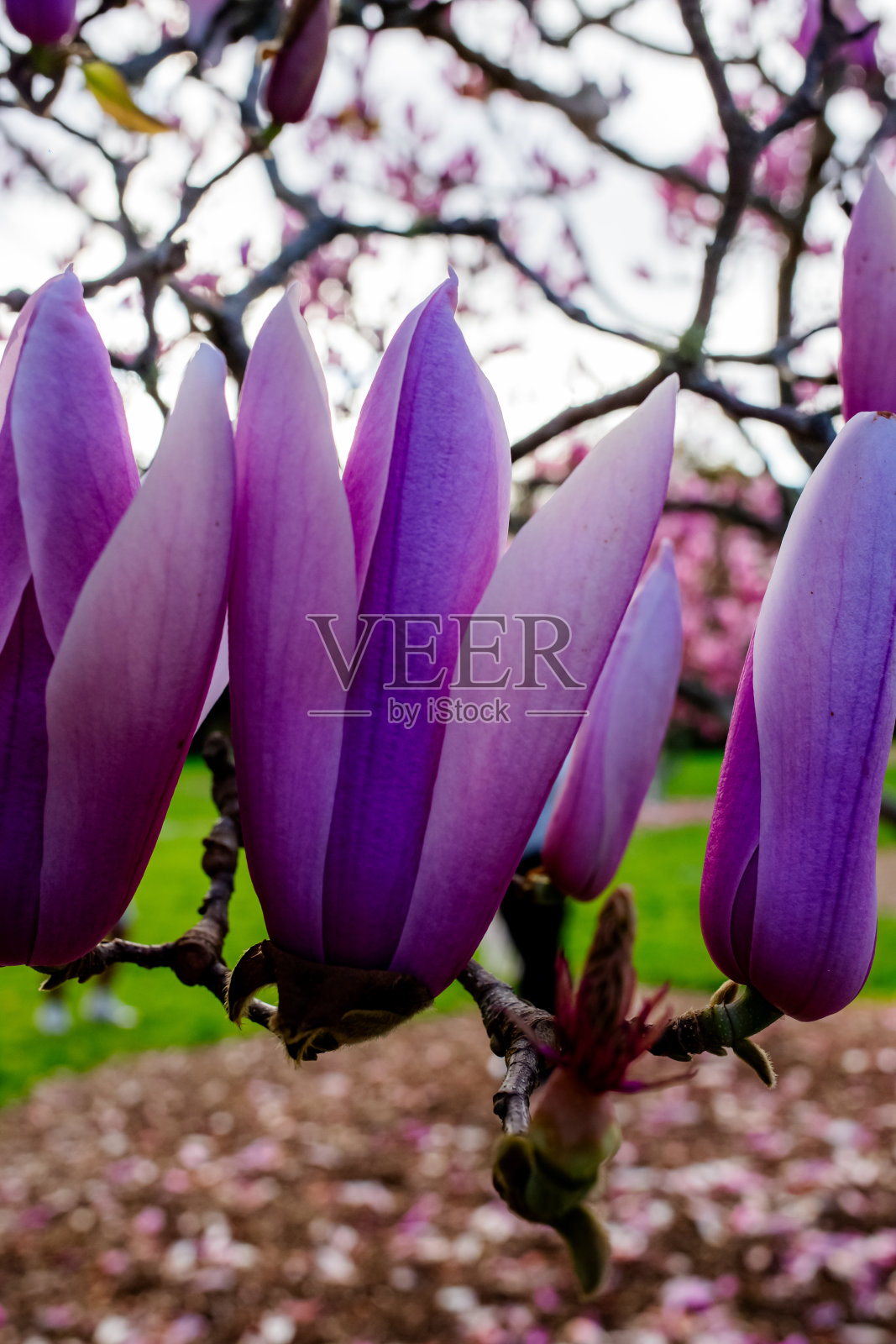 阳光明媚的一天,新西兰奥克兰植物园。照片摄影图片