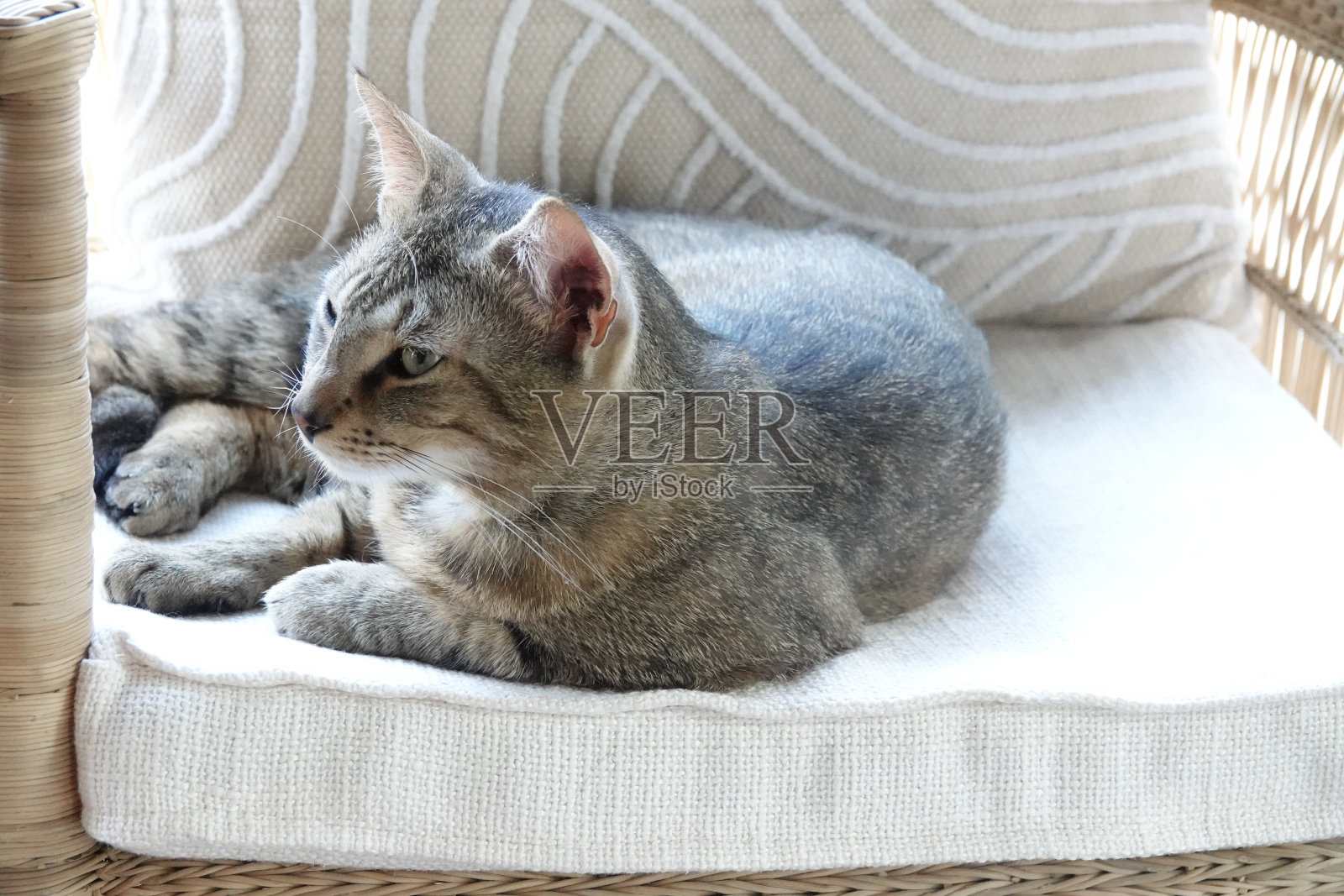 Junge niedliche katzen在Wohnzimmer照片摄影图片