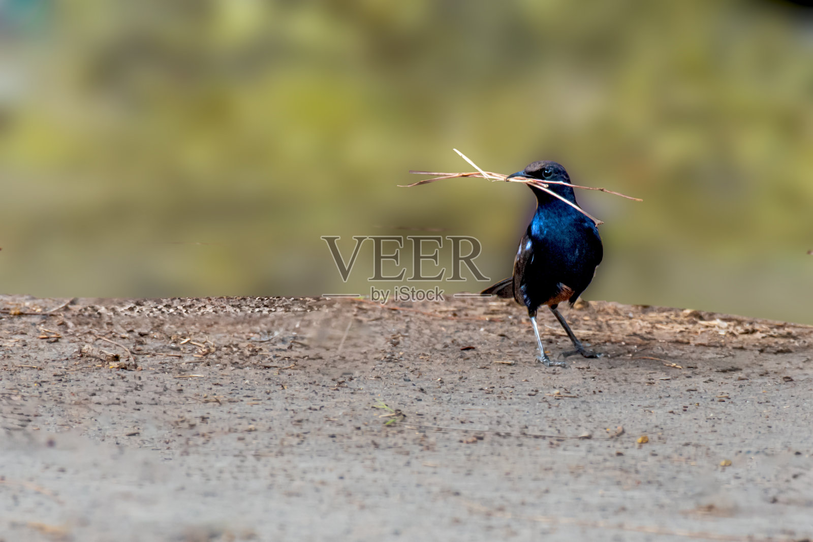 收集筑巢材料的印度知更鸟照片摄影图片