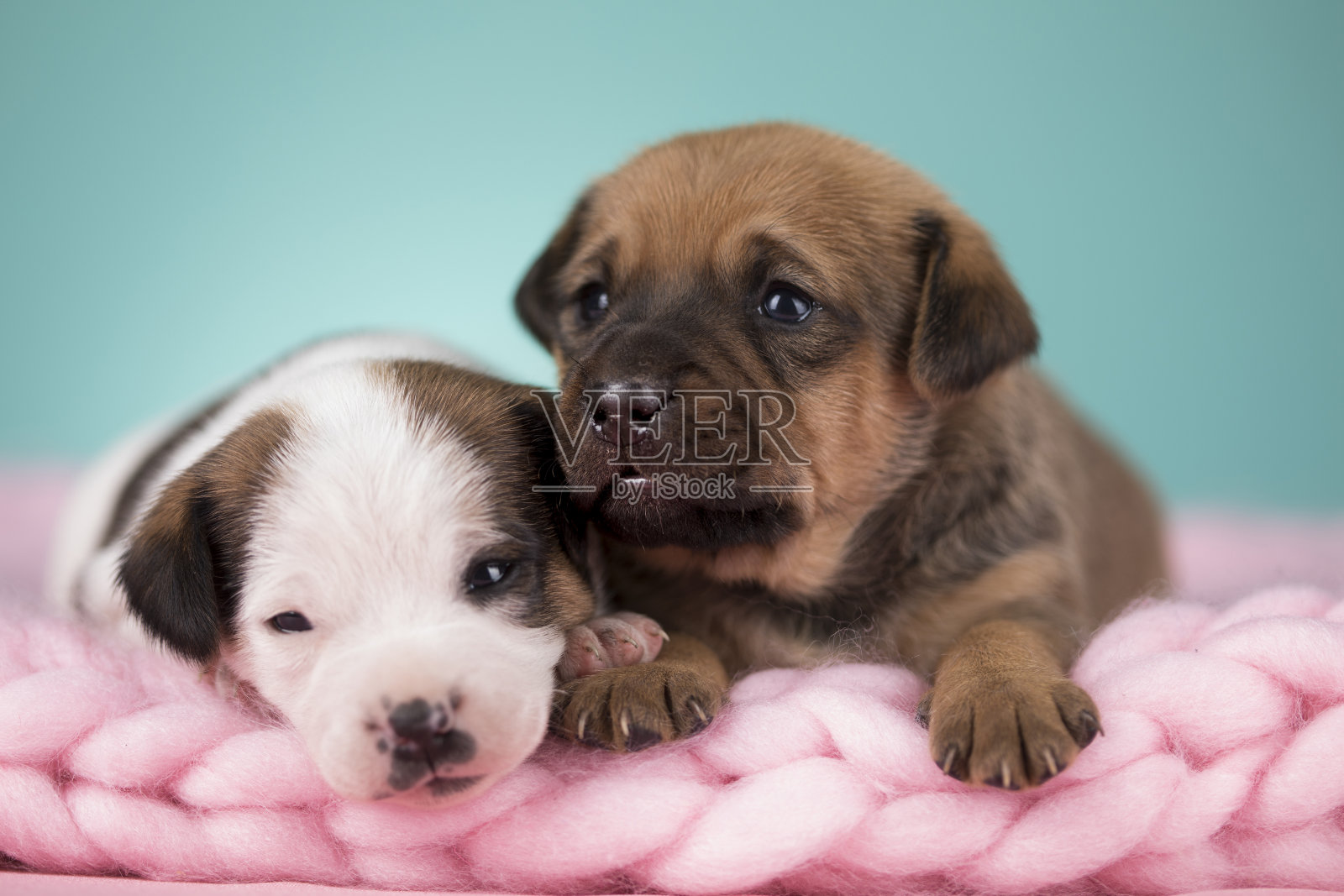 宠物,小狗小狗,睡在毯子上照片摄影图片