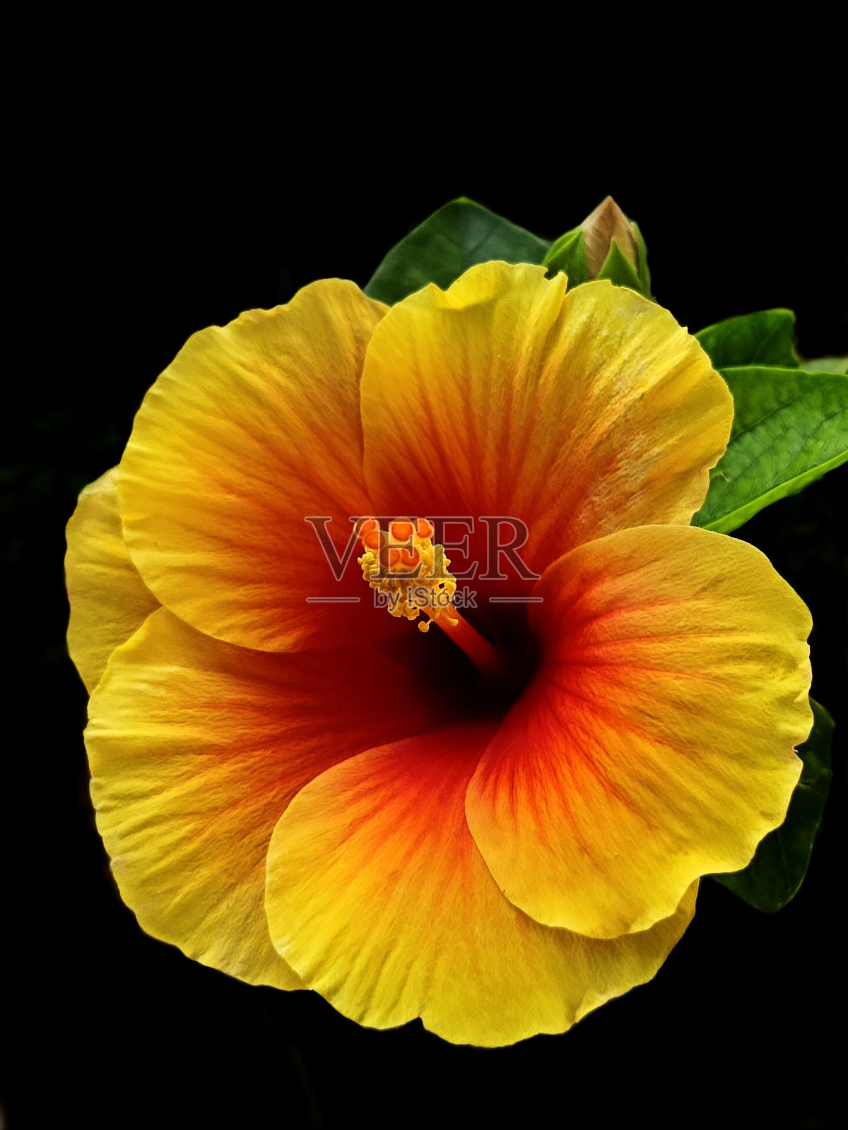 选择焦点的黄色橙色木槿花在花园与黑色背景照片摄影图片