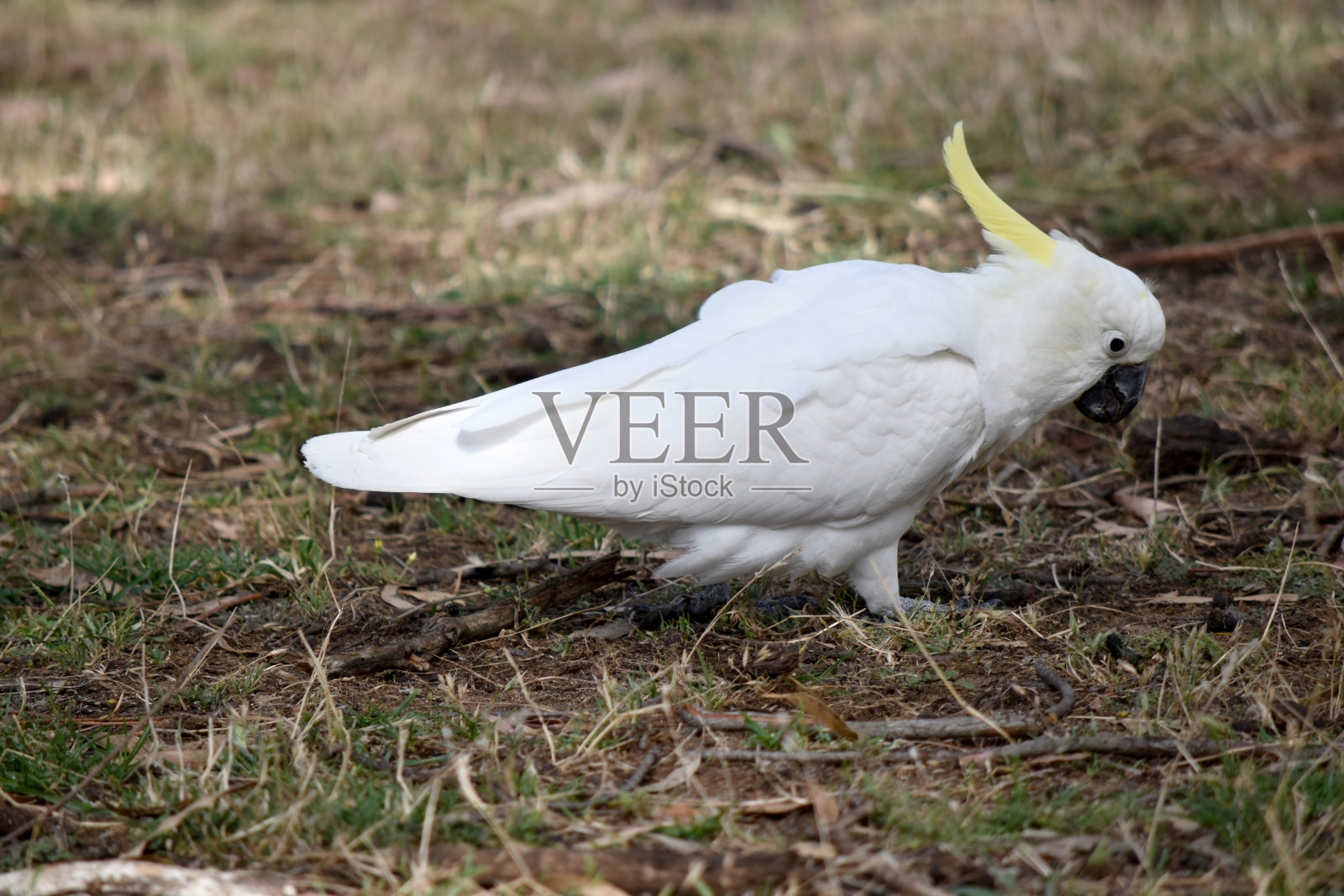 这是一只硫冠凤头鹦鹉的侧视图照片摄影图片