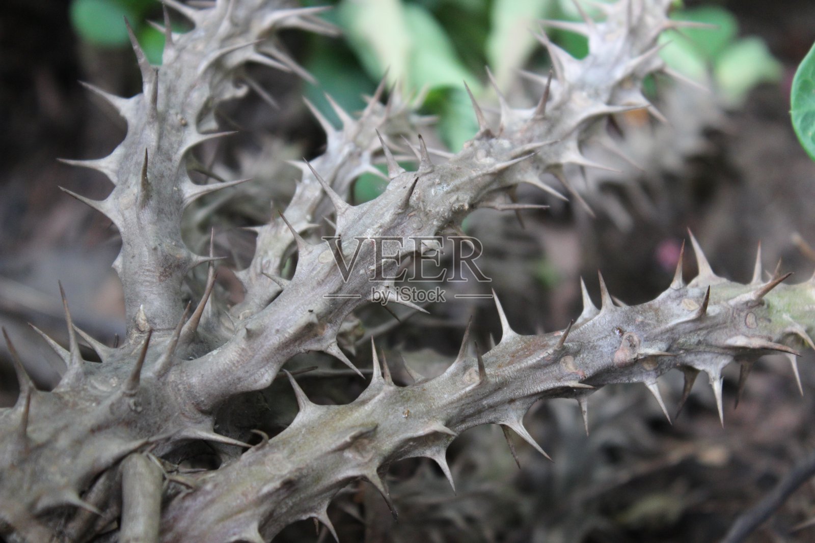 尖锐的荆棘图像与选择性聚焦照片摄影图片