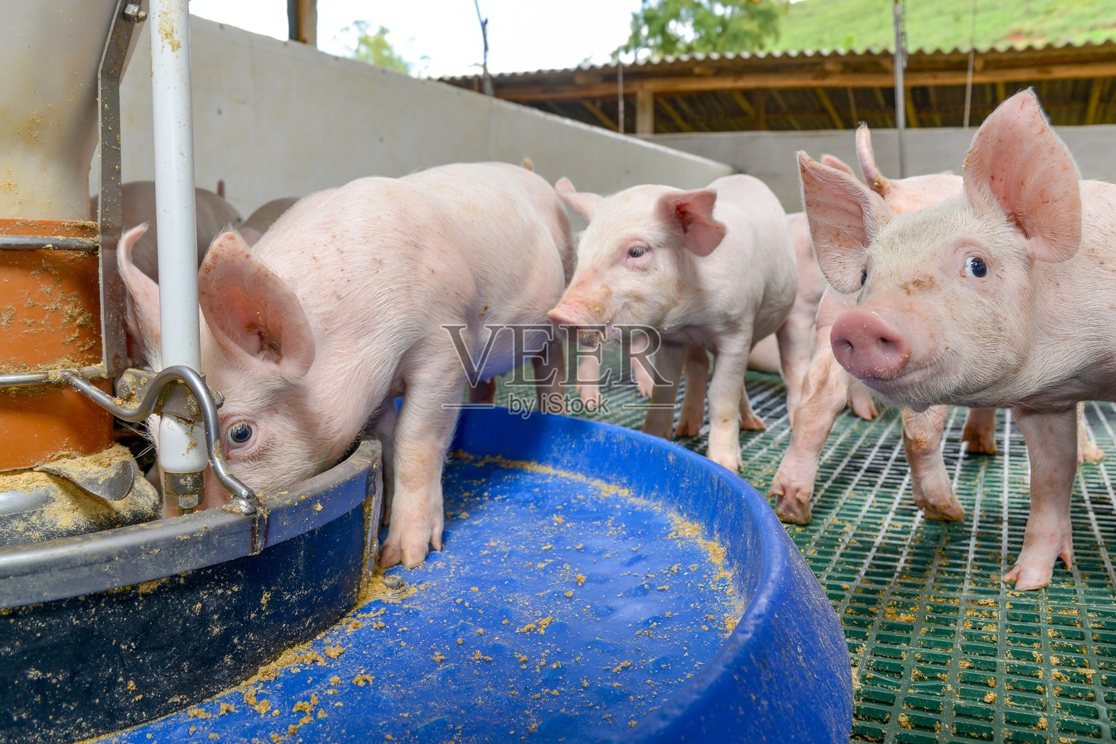 猪照片摄影图片