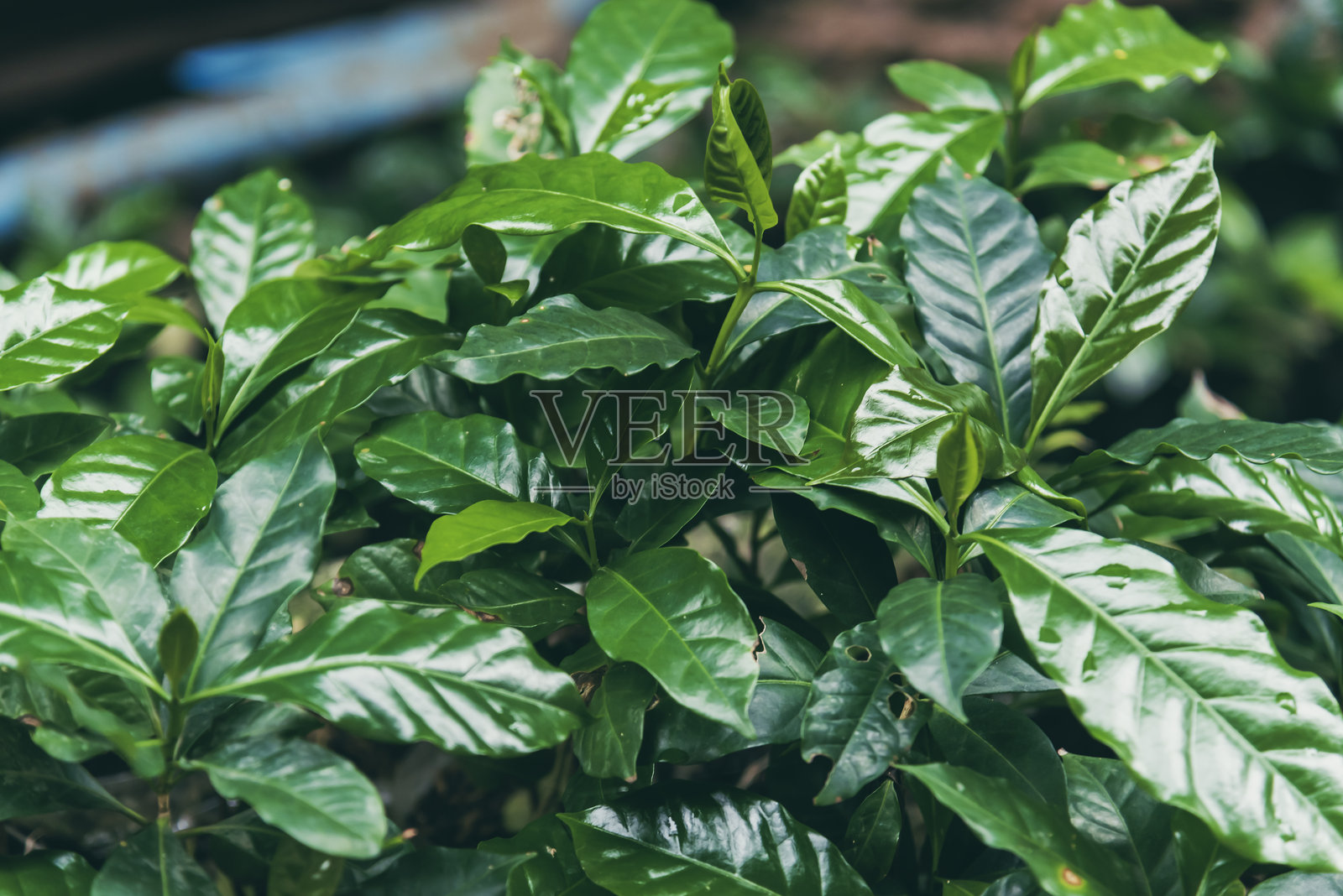 【农业】绿色咖啡树,生长浆果豆植物。咖啡树农场生长在生态有机花园里。新鲜咖啡豆,绿叶灌木,小莓植物,阿拉比卡花园。罗布斯塔阿拉比卡新鲜自然农场照片摄影图片