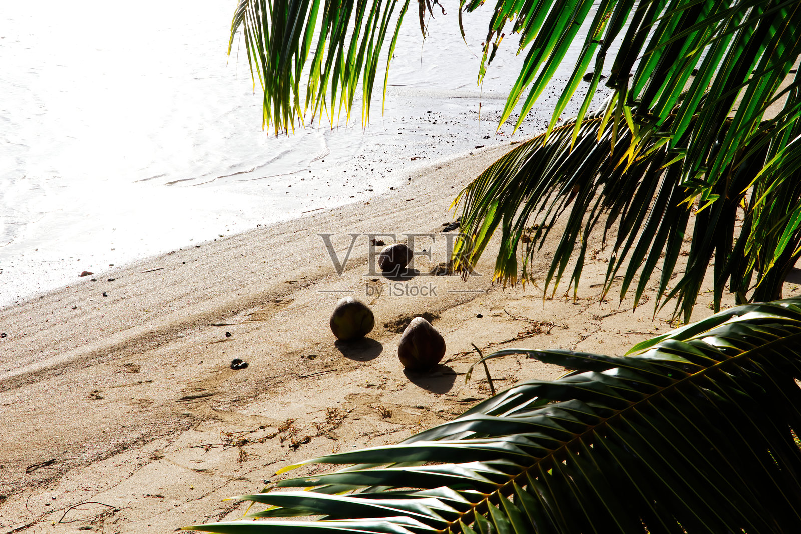 三个椰子和棕榈叶坐在海边的沙滩上照片摄影图片