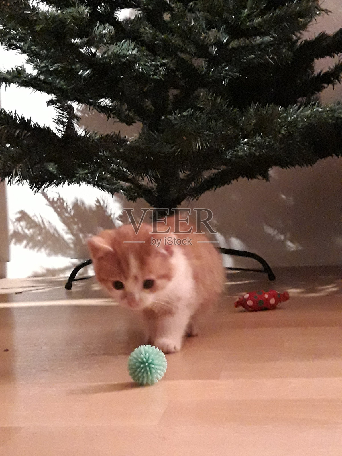 圣诞树下的红小猫照片摄影图片