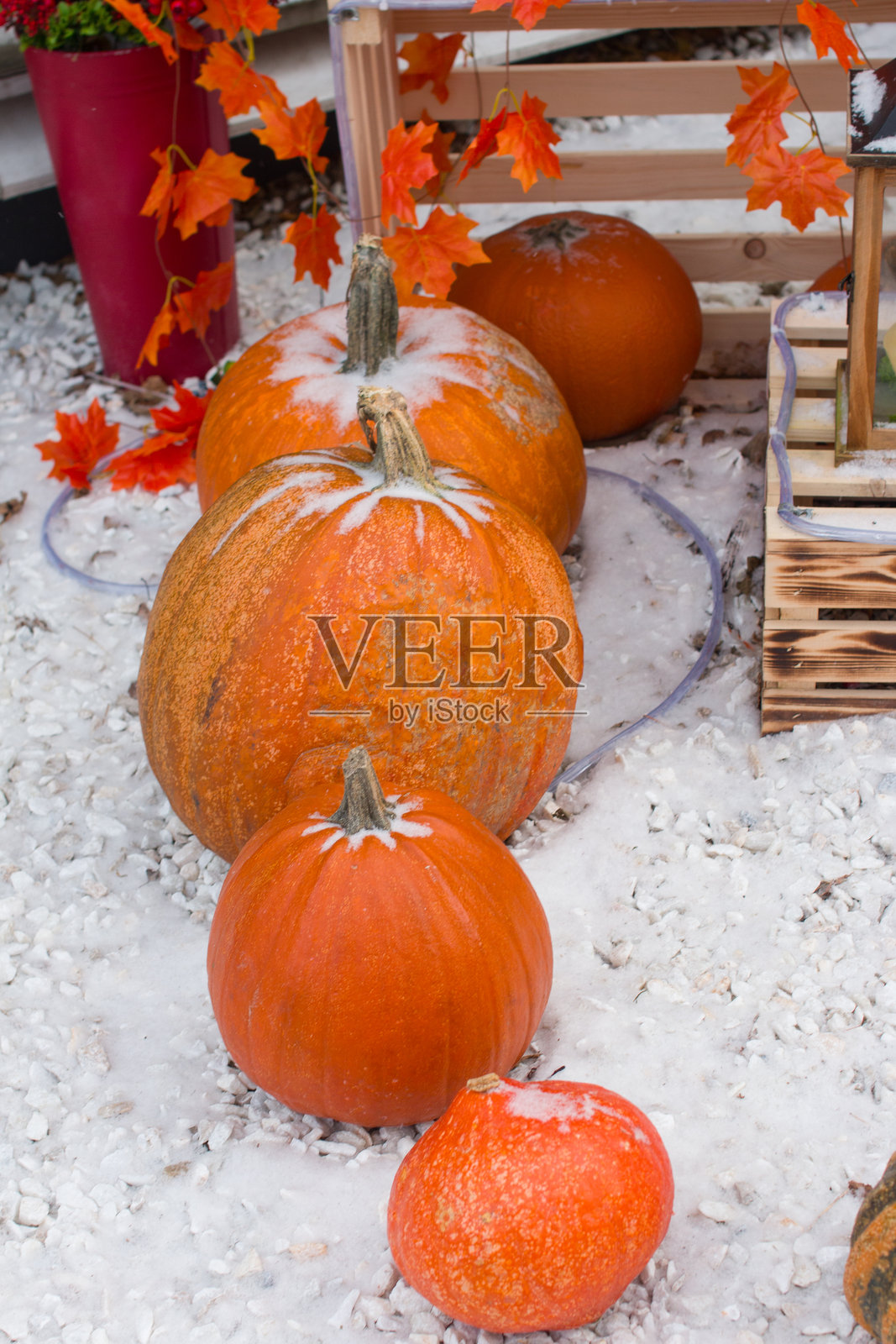 秋南瓜丰收,秋静生。黄色叶子的南瓜照片摄影图片