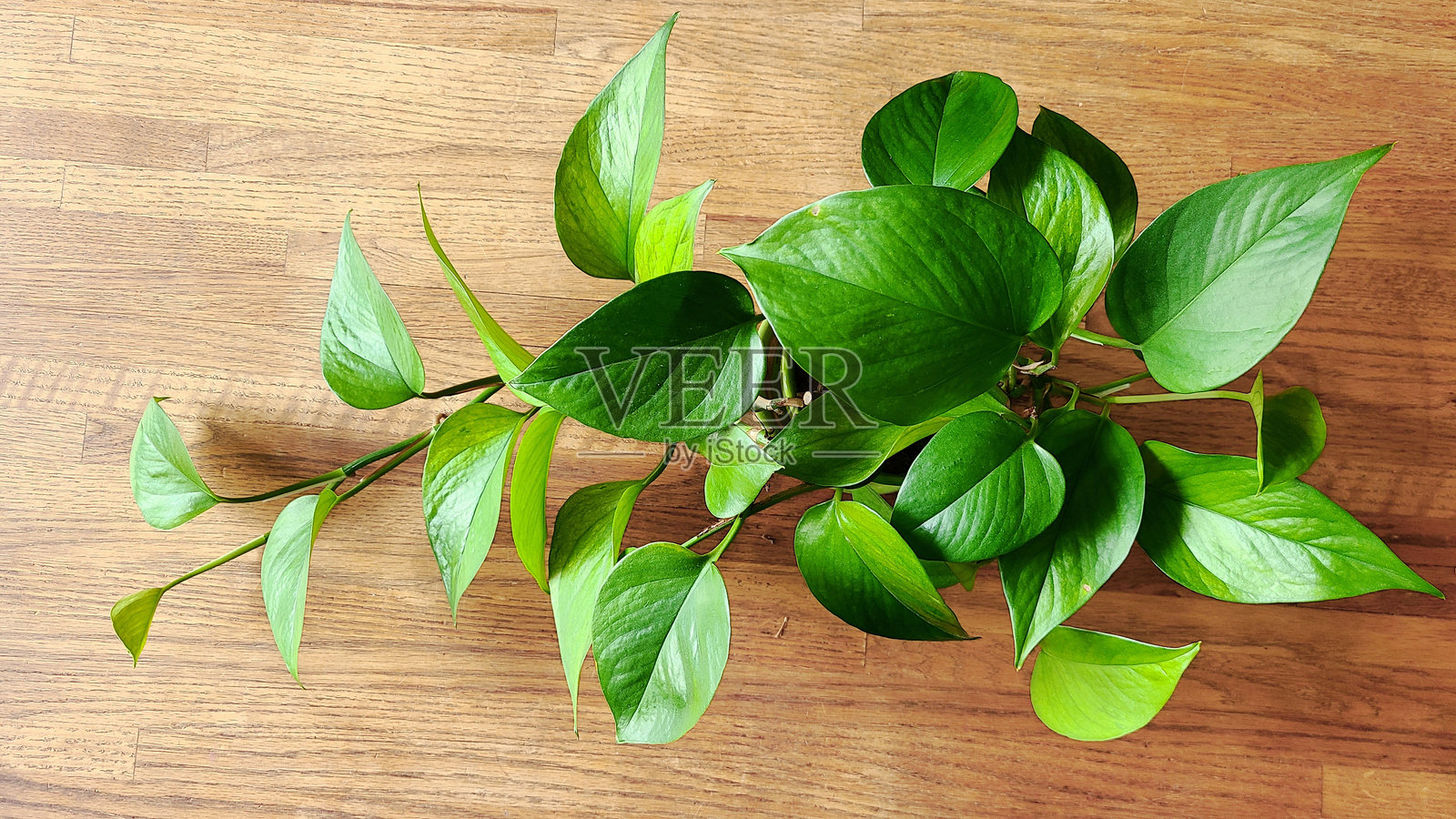 波索斯在木桌上照片摄影图片