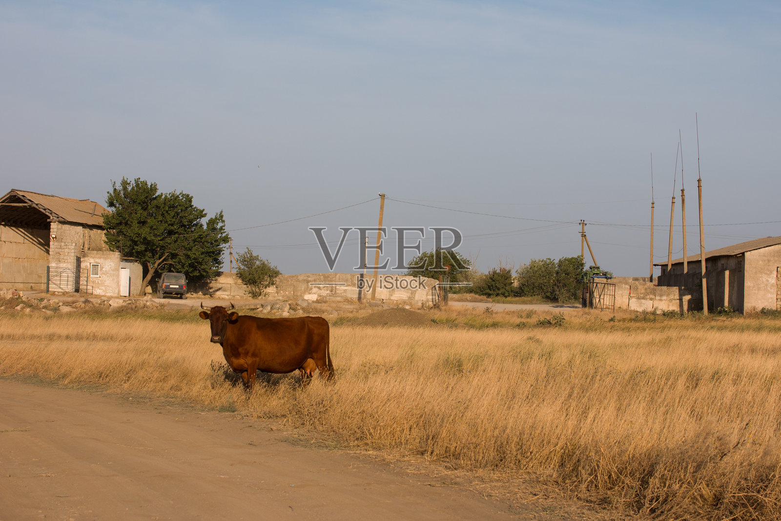 日落时分,牛在田野里吃草。牛,棕色的牛照片摄影图片