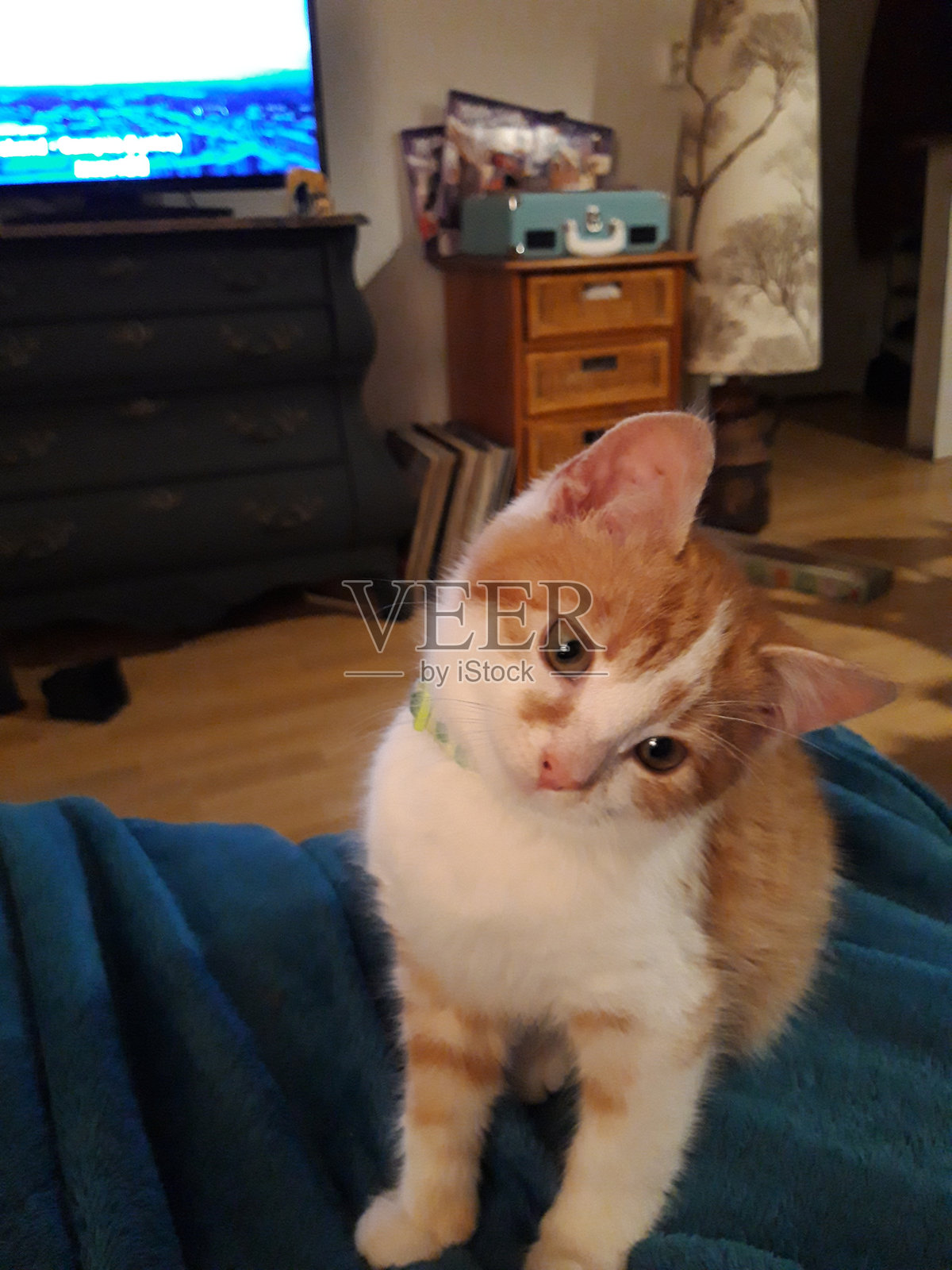 玩红小猫照片摄影图片