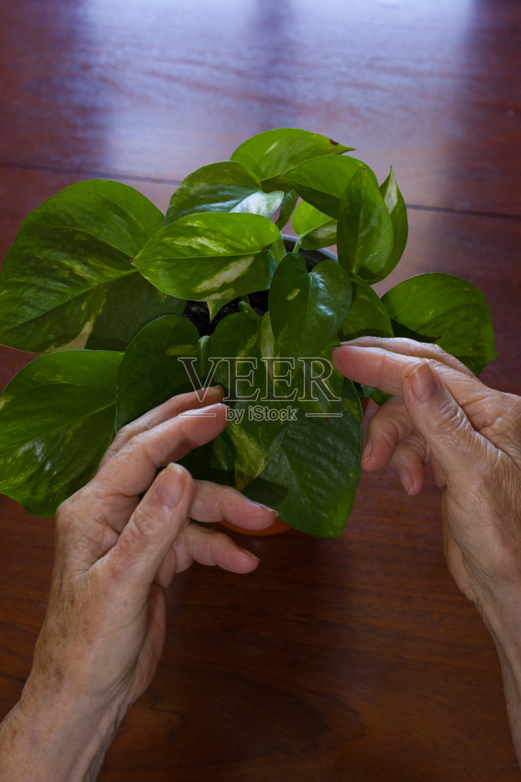 一个老妇人的手抚摸着花盆里的绿叶植物。照片摄影图片