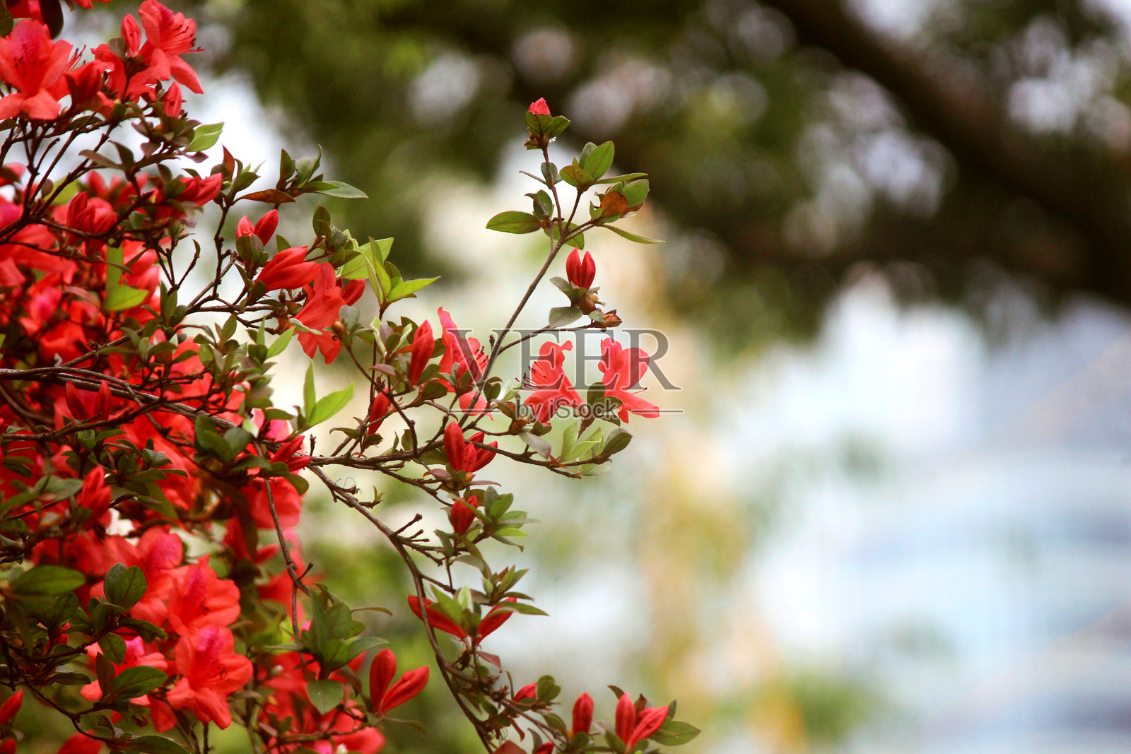 杜鹃照片摄影图片