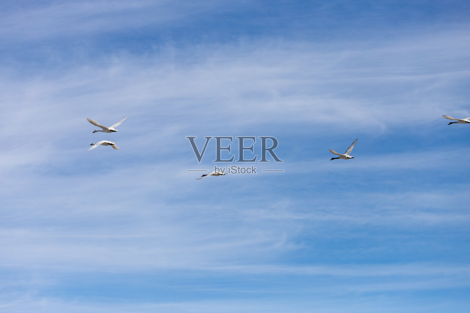 冬天天鹅编队从北方飞来迁徙照片摄影图片