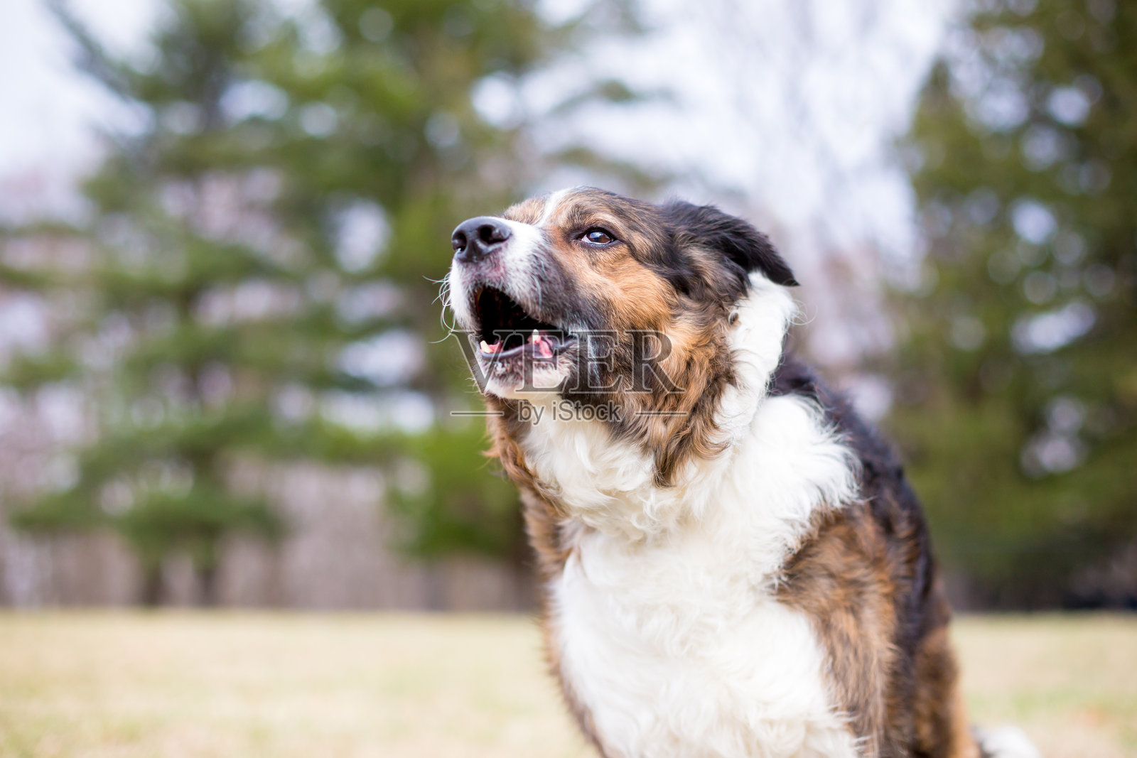 一只杂种狗在户外吠叫照片摄影图片