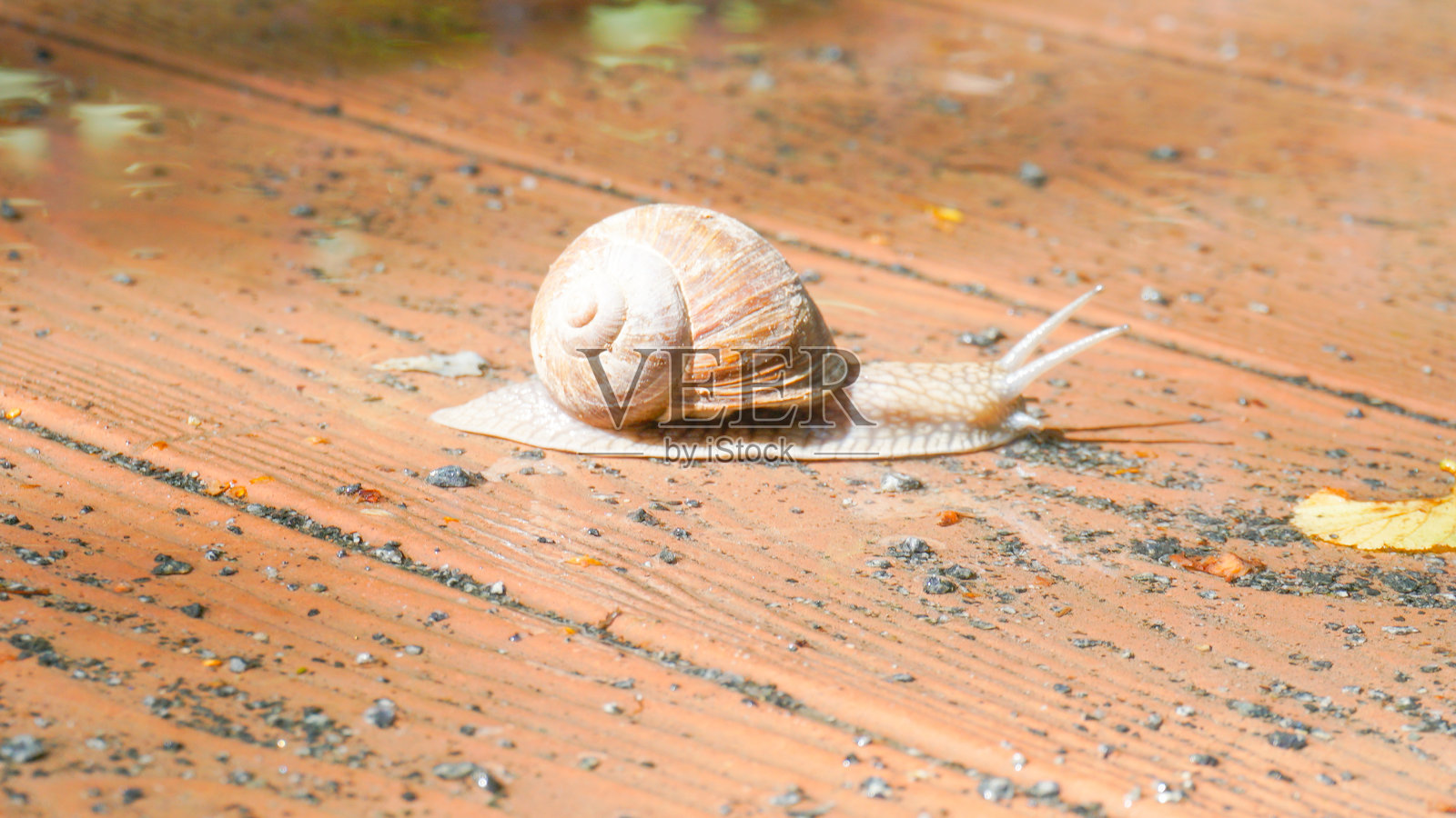 贝壳野生动物软体动物背景特写动物螺旋自然粘液花园生态蜗牛慢照片摄影图片