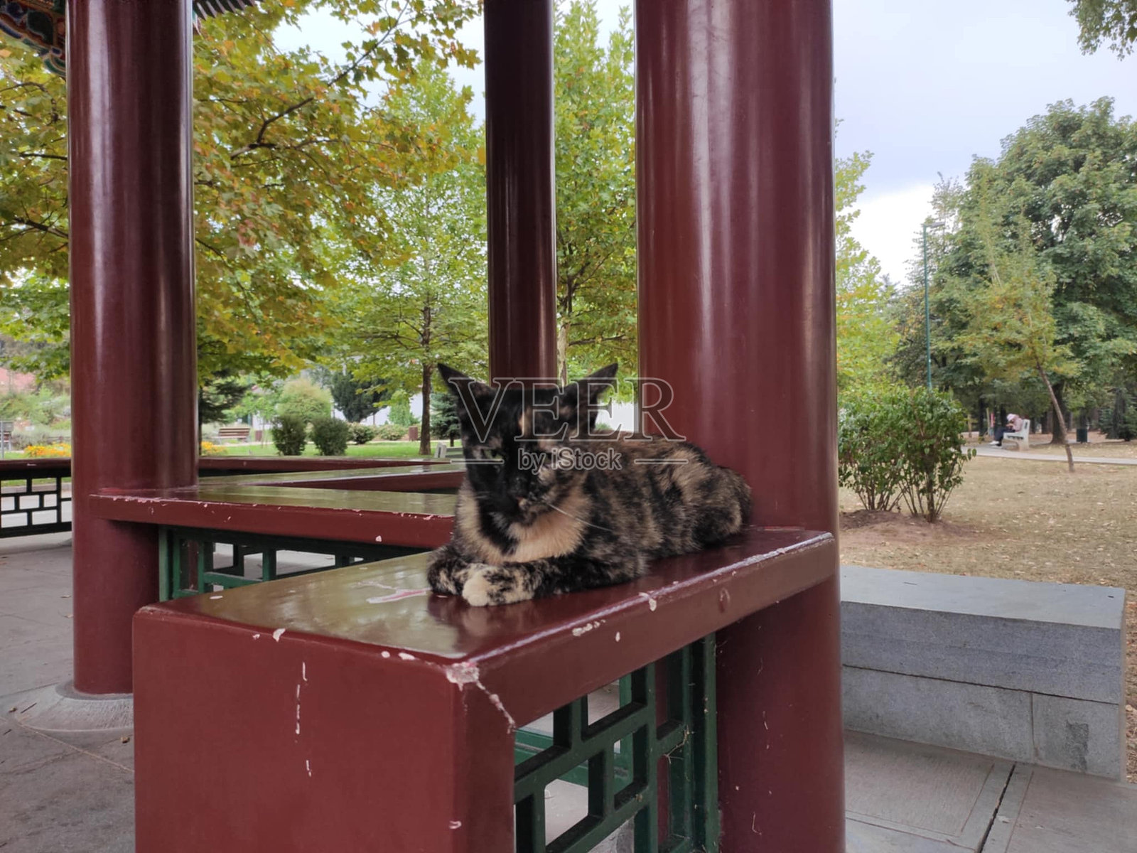 夫人的猫照片摄影图片