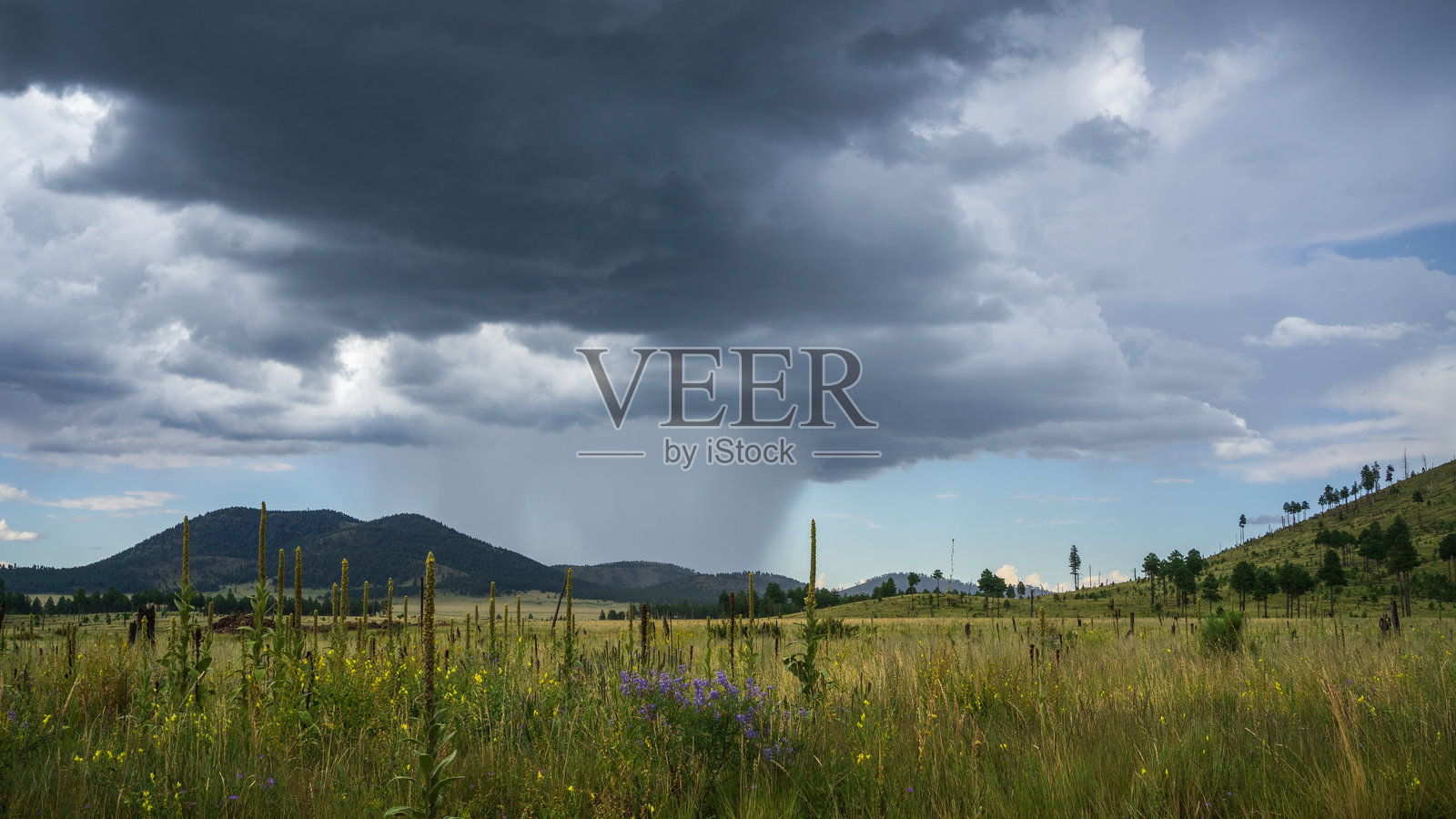 一场季风风暴将倾盆大雨倾泻在亚利桑那州弗拉格斯塔夫附近草地上的松树上照片摄影图片