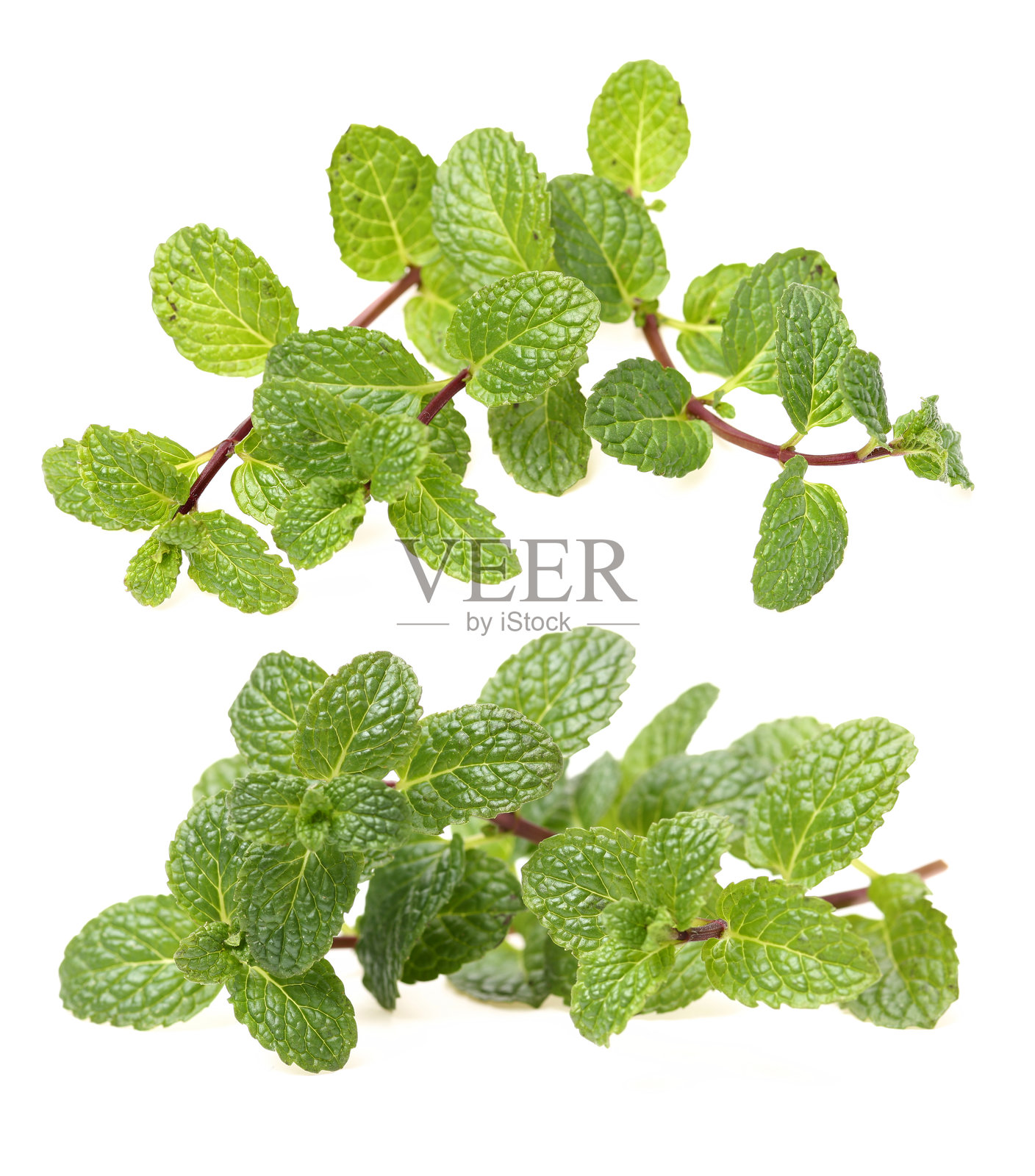 鲜绿薄荷照片摄影图片